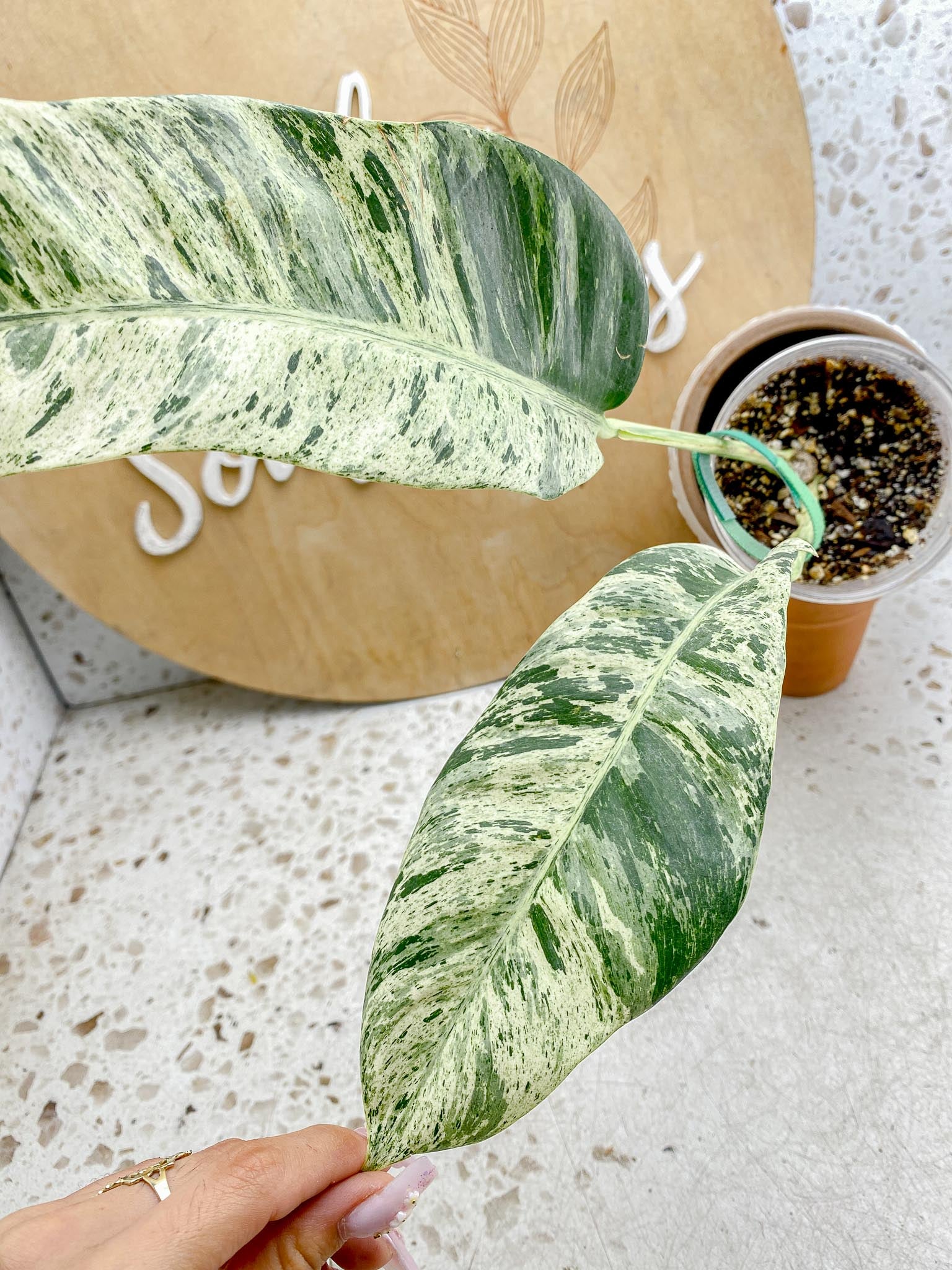 Epipremnum Giganteum Variegated 1-2 leaf plant Multiple Options