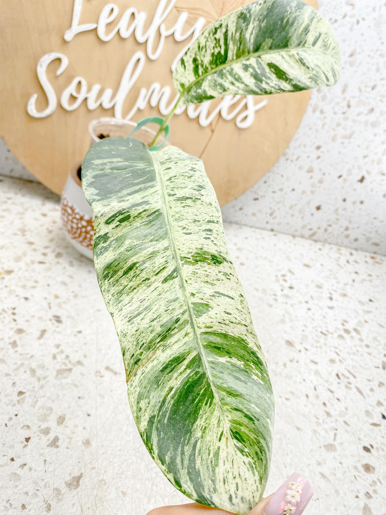 Epipremnum Giganteum Variegated 1-2 leaf plant Multiple Options