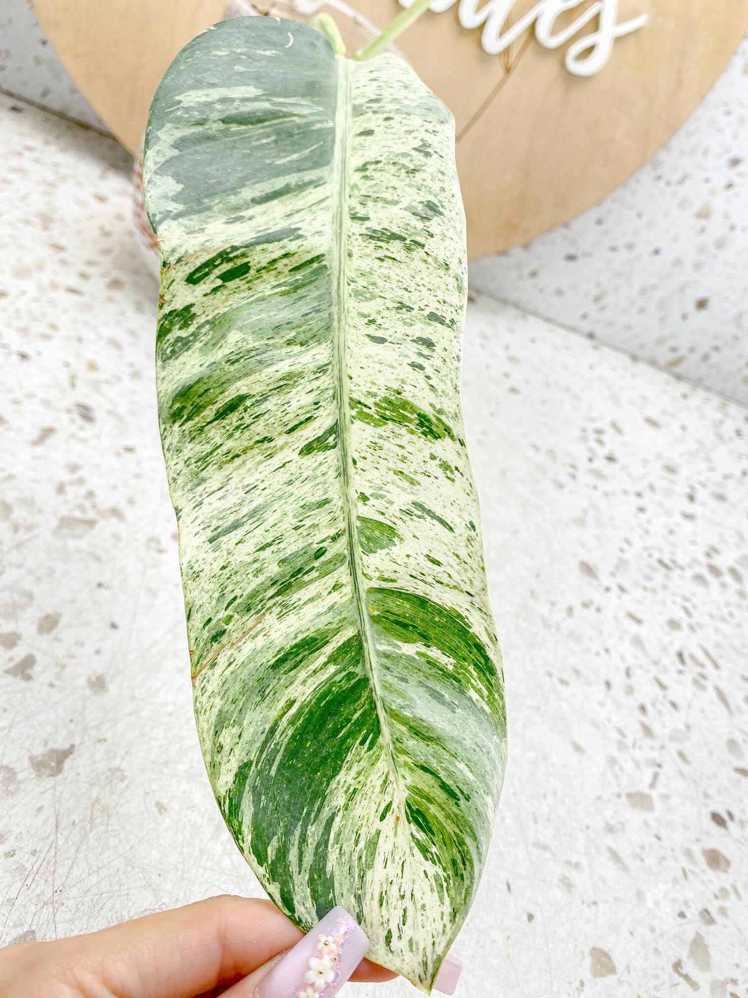 Epipremnum Giganteum Variegated 1-2 leaf plant Multiple Options