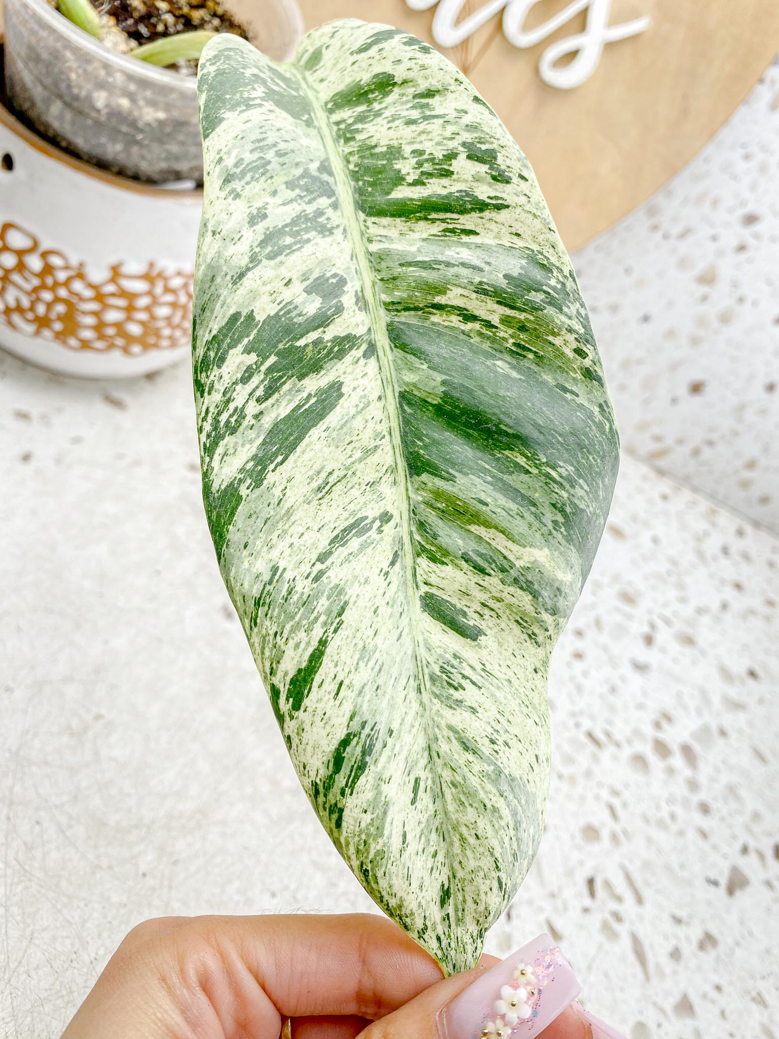Epipremnum Giganteum Variegated 1-2 leaf plant Multiple Options
