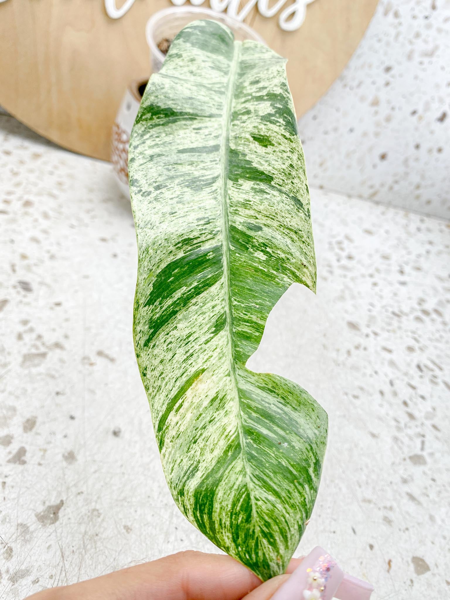 Epipremnum Giganteum Variegated 1-2 leaf plant Multiple Options