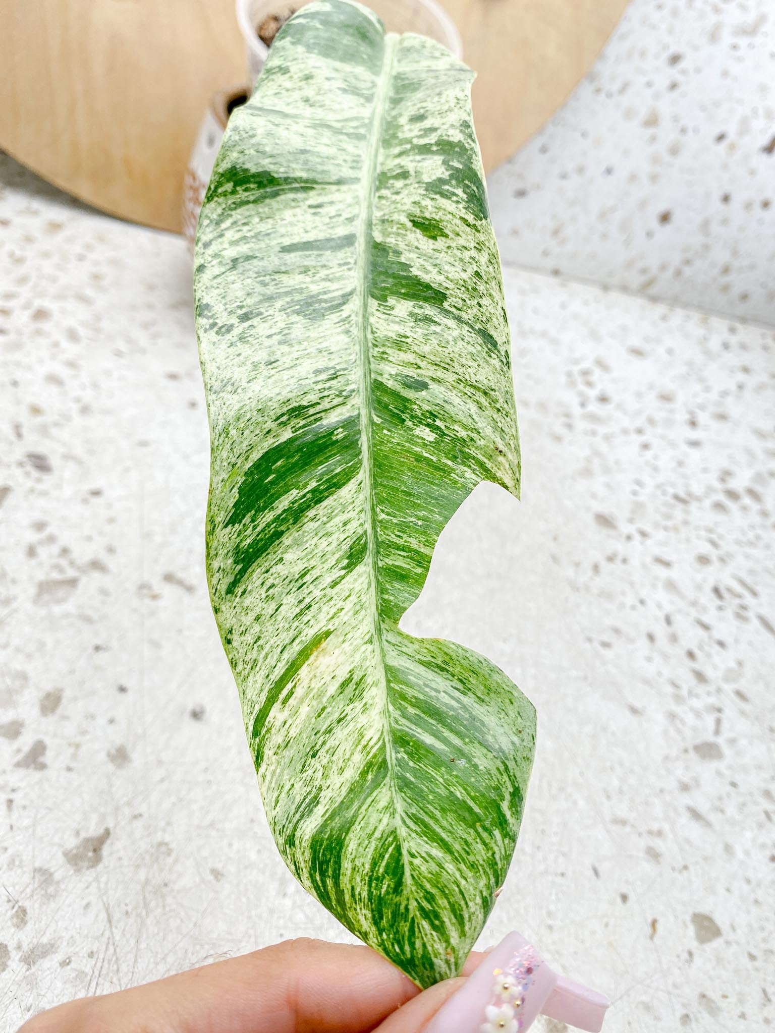 Epipremnum Giganteum Variegated 1-2 leaf plant Multiple Options