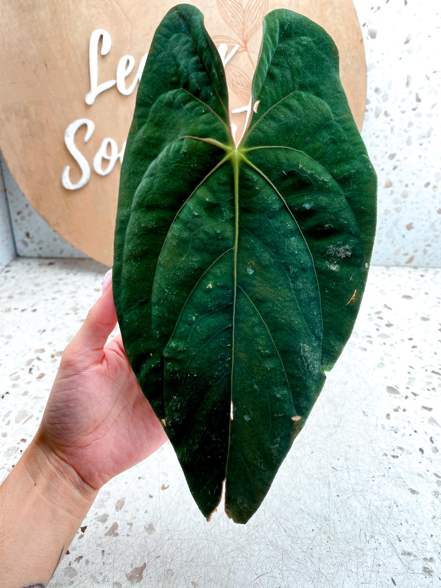Anthurium Papillilaminum Long and Bullet Dark 1 Leaf 1 Node Slightly Rooted