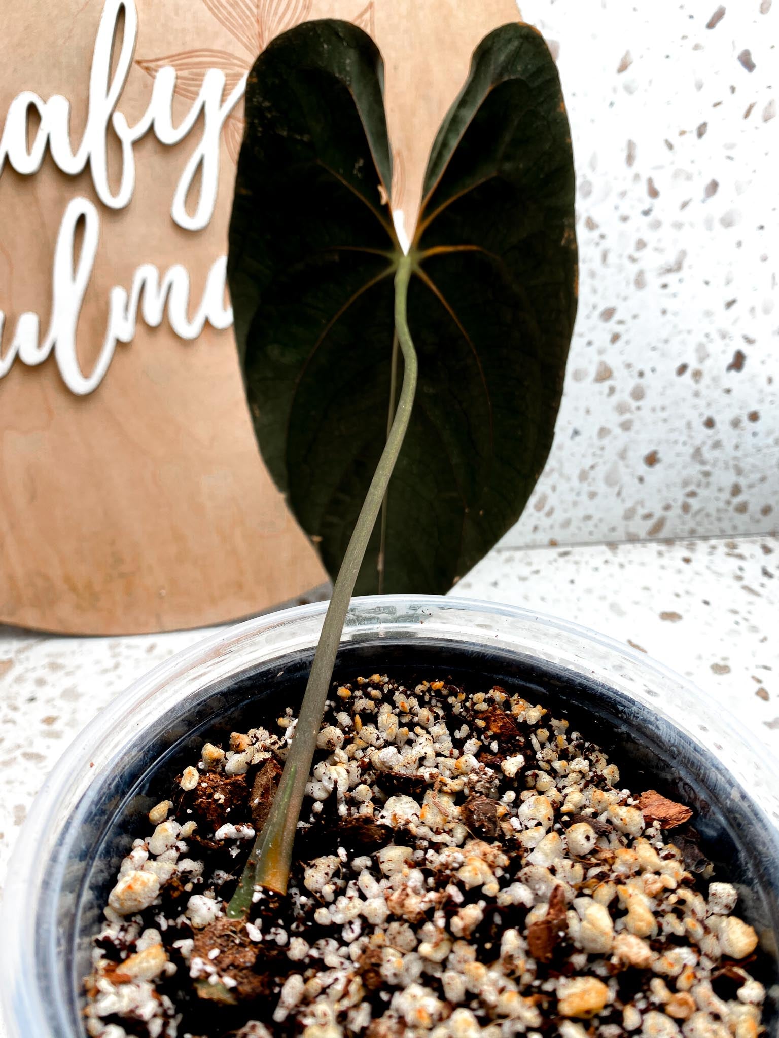 Anthurium Papillilaminum Long and Bullet Dark 1 Leaf 1 Node Slightly Rooted