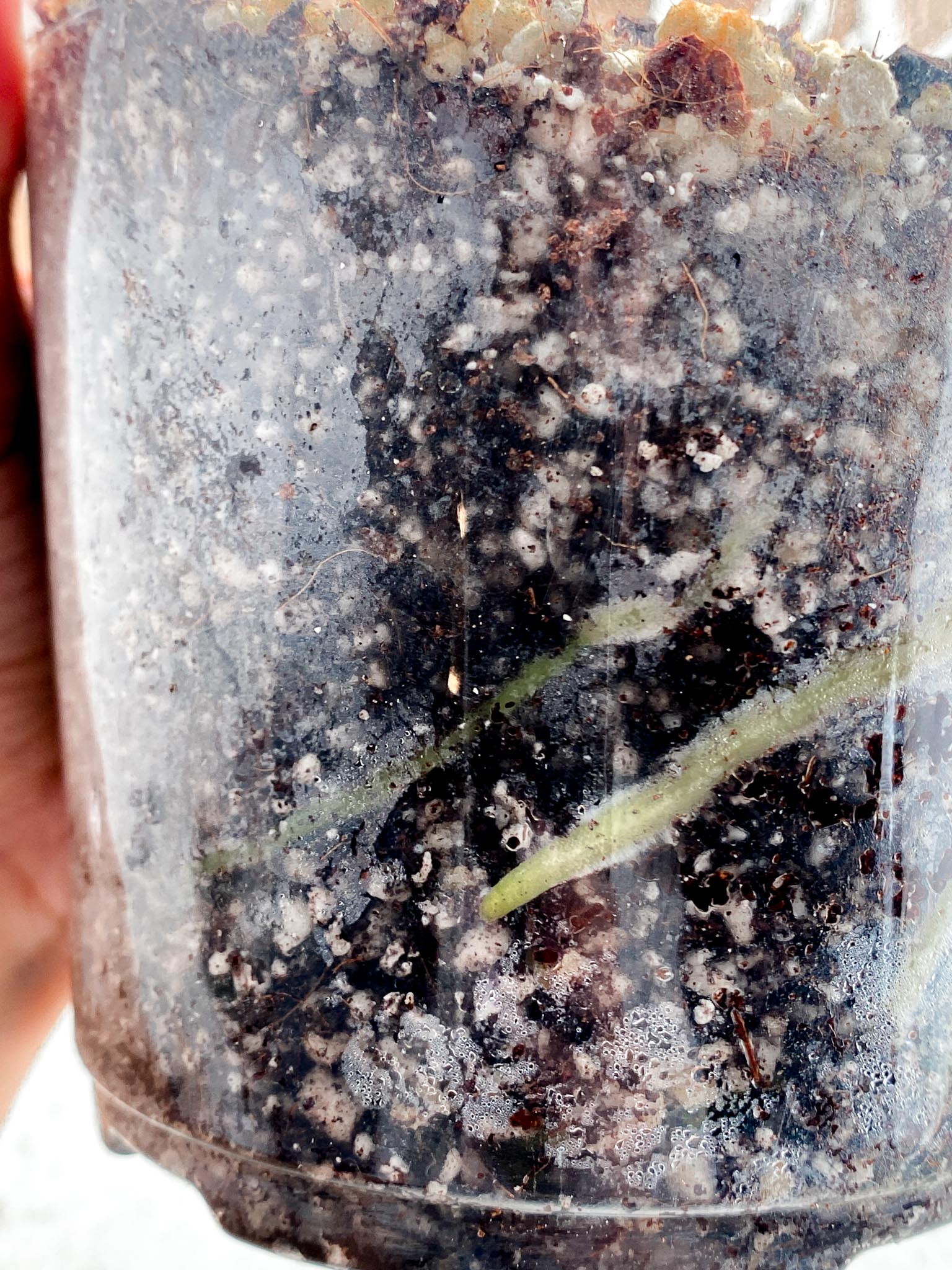 Anthurium Papillilaminum Long and Bullet Dark 1 Leaf 1 Node Slightly Rooted