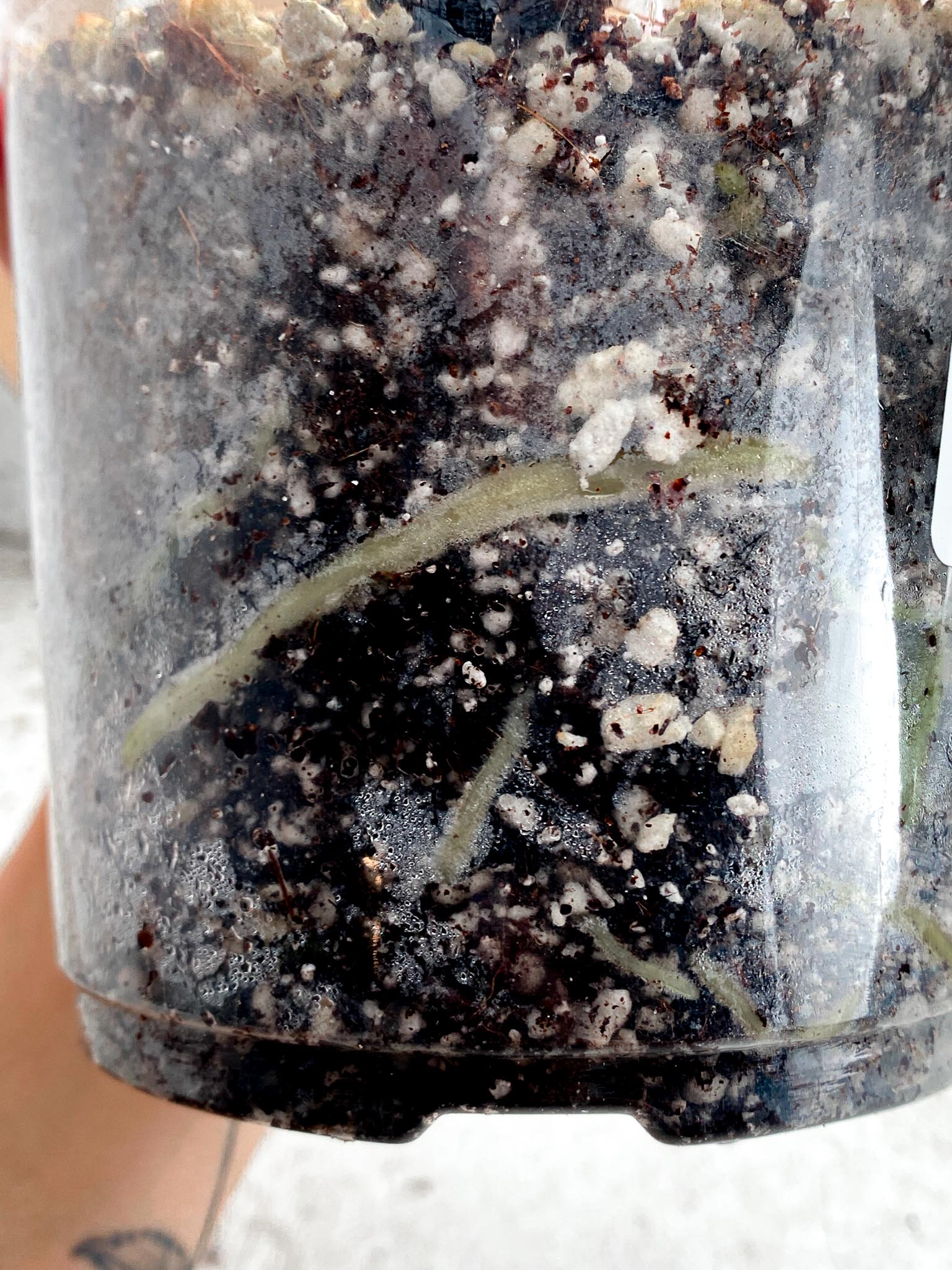 Anthurium Papillilaminum Long and Bullet Dark 1 Leaf 1 Node Slightly Rooted