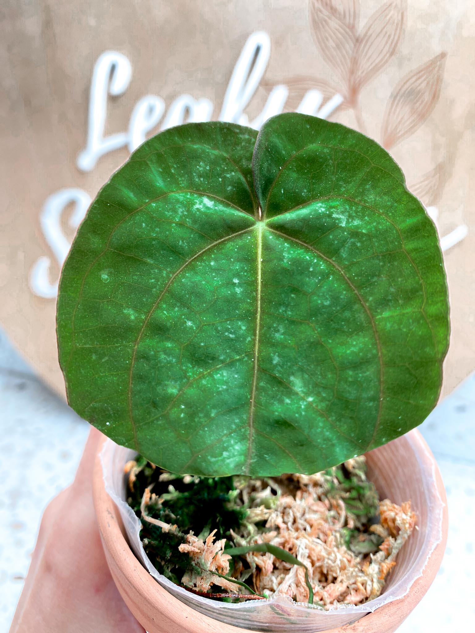Anthurium Dressleri RG X Papillilaminum LxBL 1 Leaf 1 Node Rooted
