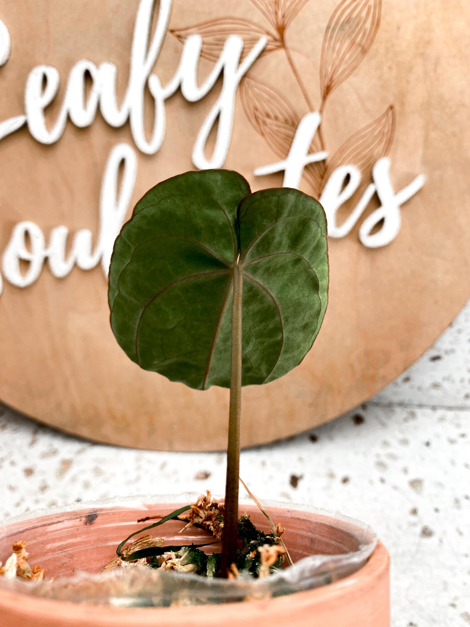 Anthurium Dressleri RG X Papillilaminum LxBL 1 Leaf 1 Node Rooted