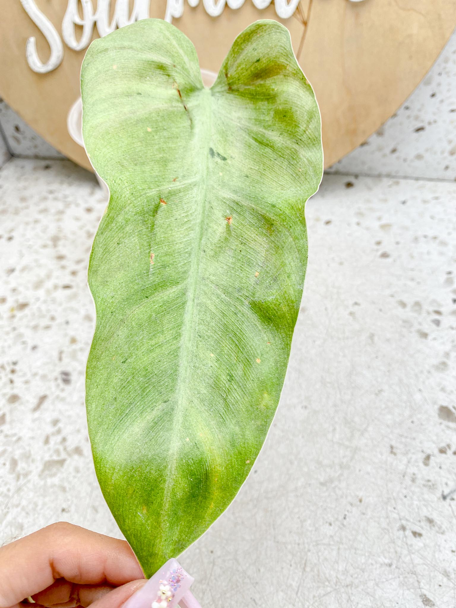 Philodendron Whipple Way A++ (US Clone) Variegated 1 Leaf 2 Node 2 Sprout Rooting
