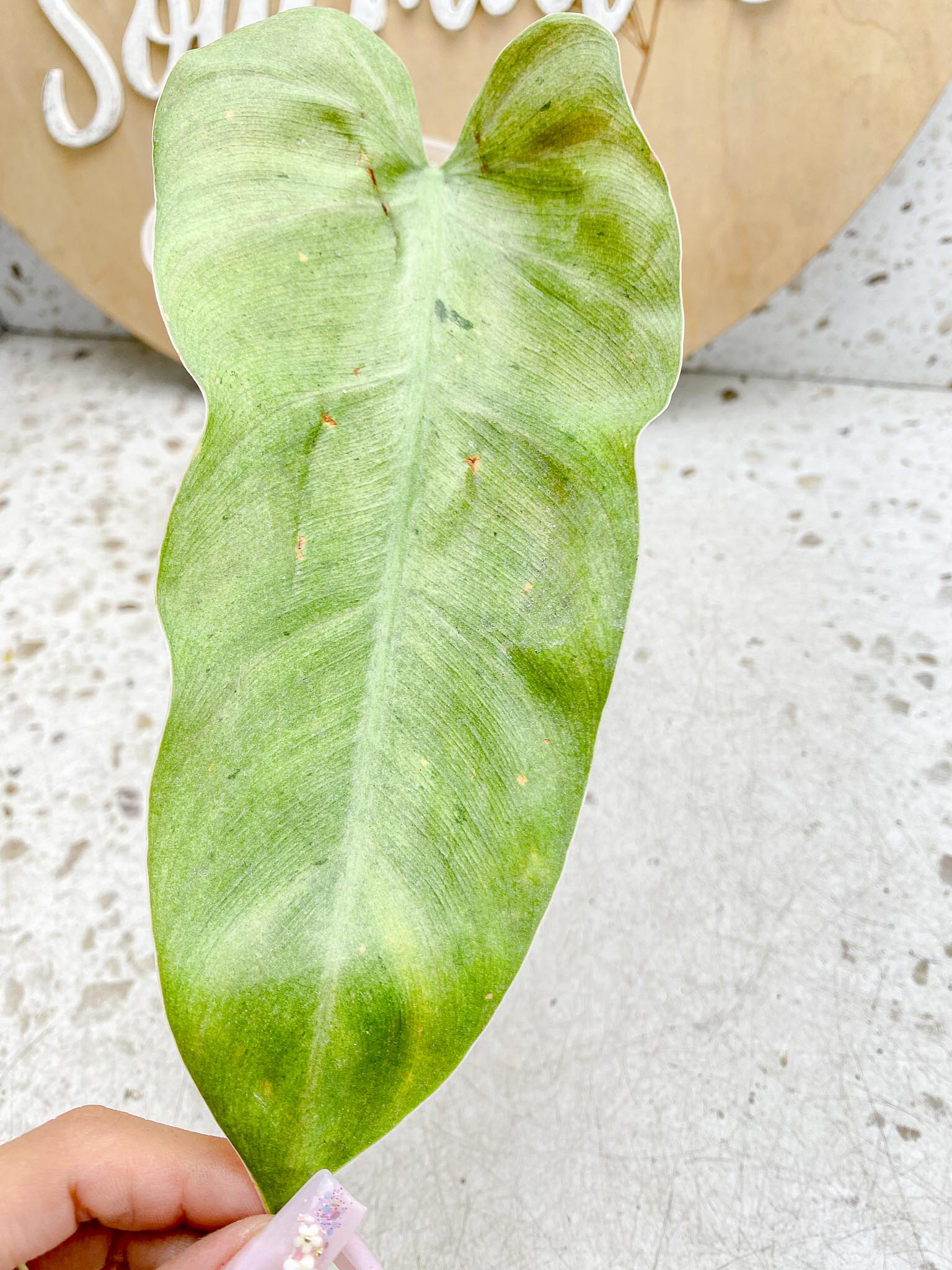 Philodendron Whipple Way A++ (US Clone) Variegated 1 Leaf 2 Node 2 Sprout Rooting