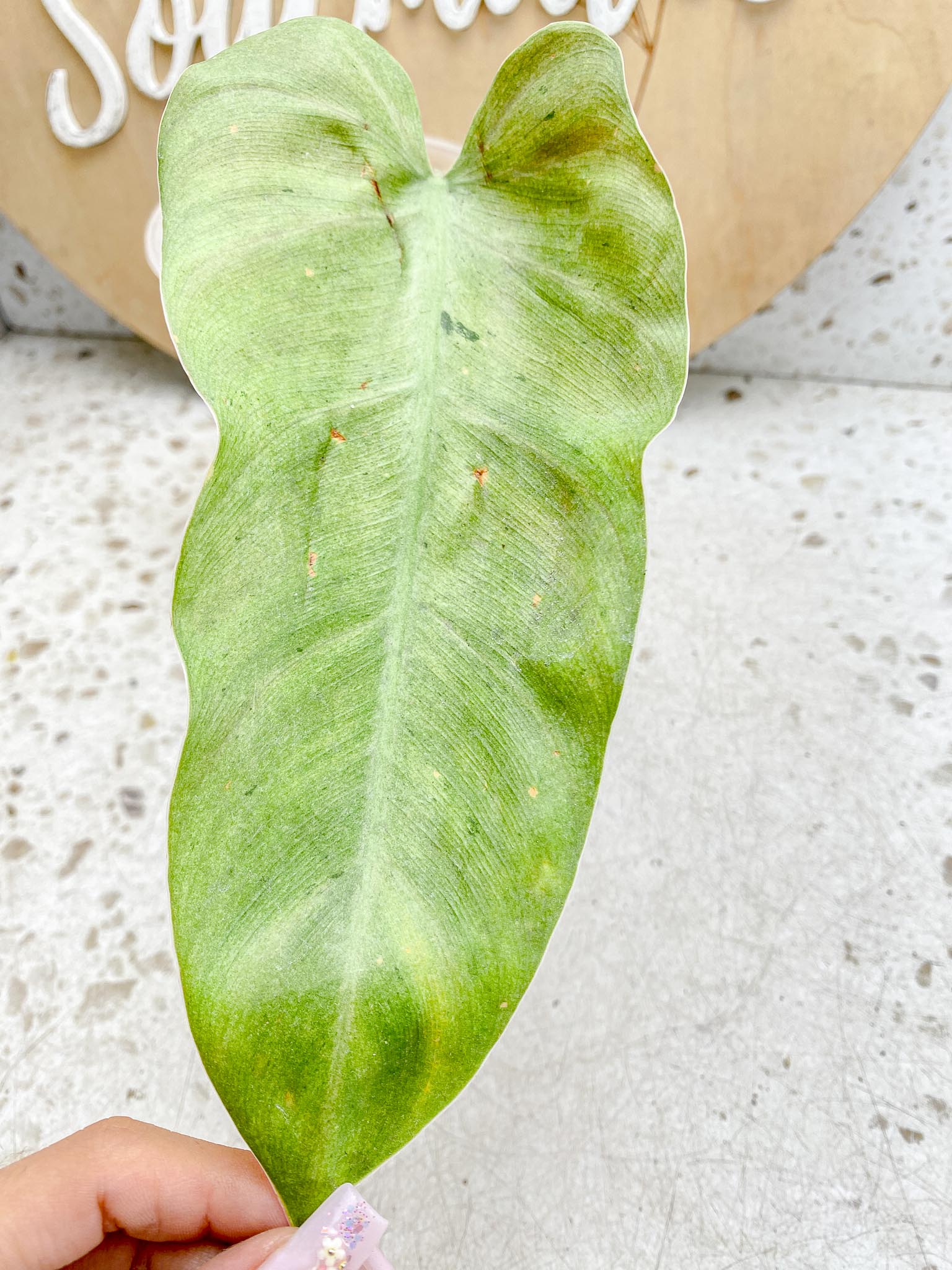 Philodendron Whipple Way A++ (US Clone) Variegated 1 Leaf 2 Node 2 Sprout Rooting