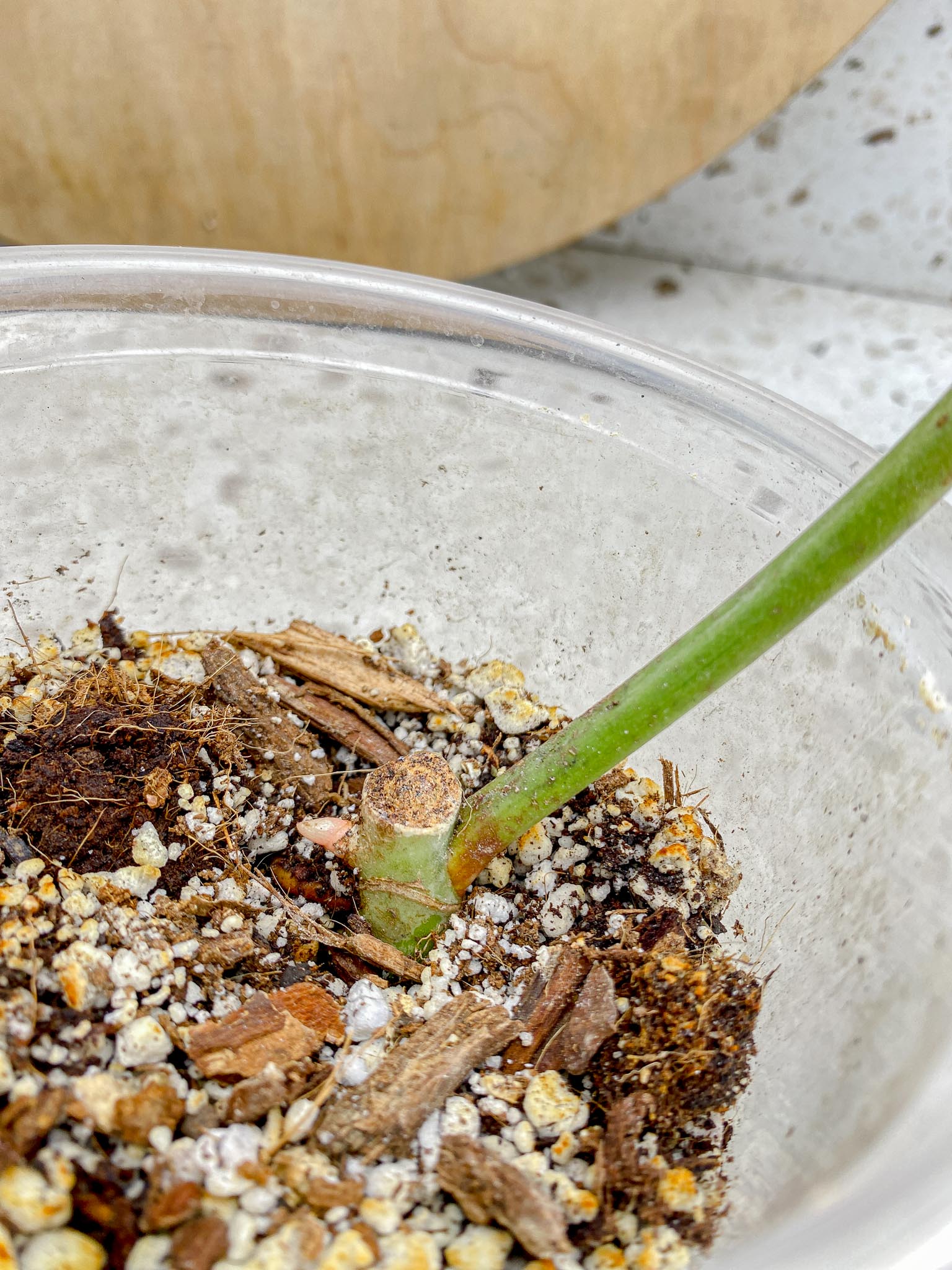 Philodendron Whipple Way A++ (US Clone) Variegated 1 Leaf 2 Node 2 Sprout Rooting