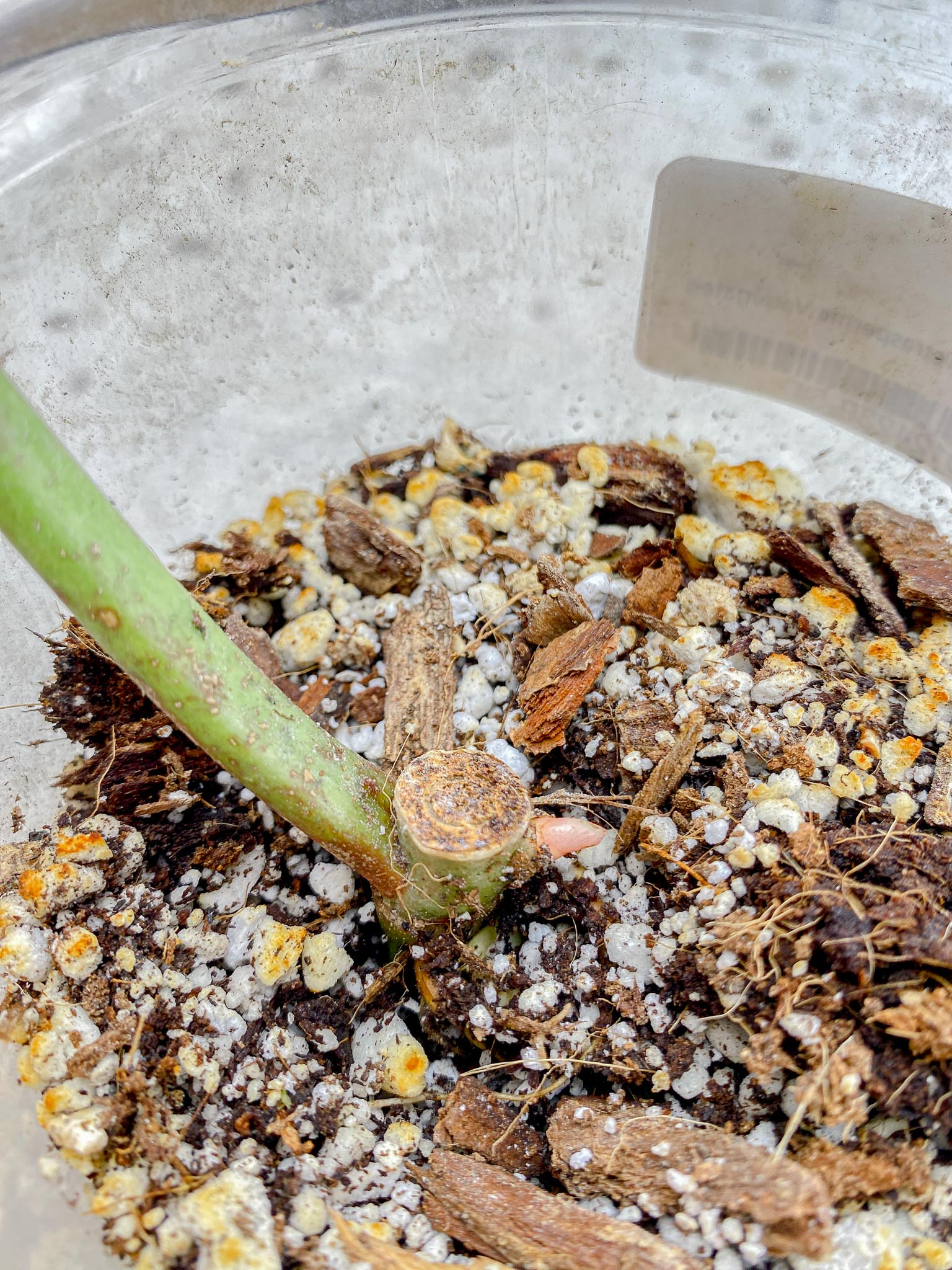 Philodendron Whipple Way A++ (US Clone) Variegated 1 Leaf 2 Node 2 Sprout Rooting