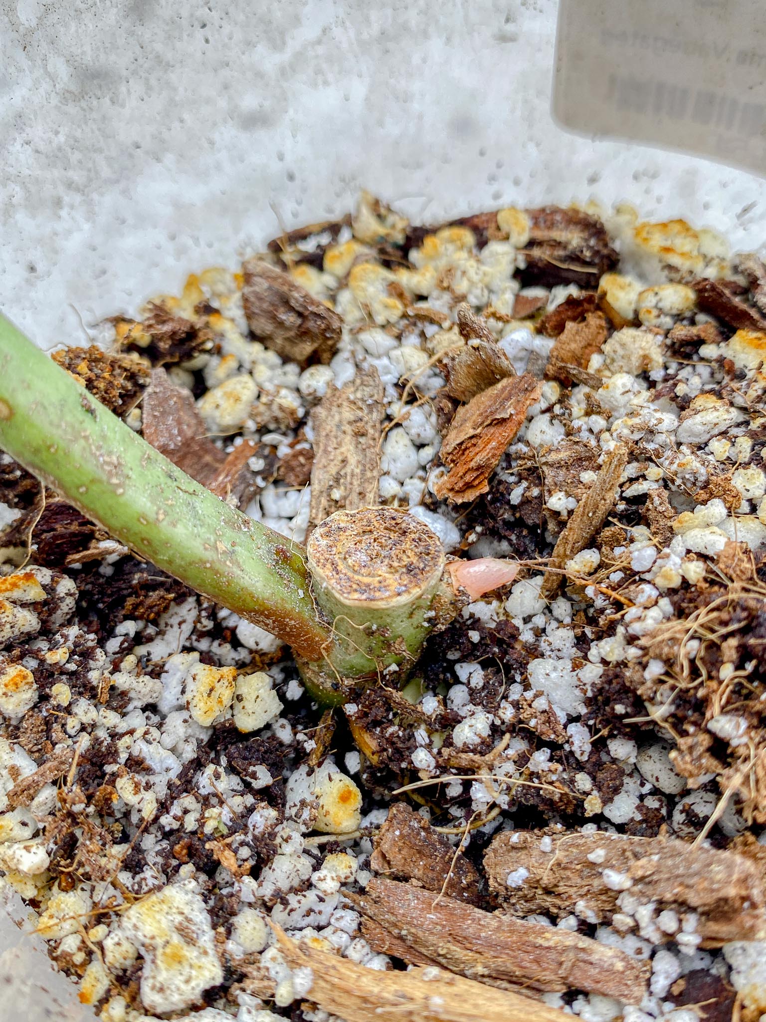 Philodendron Whipple Way A++ (US Clone) Variegated 1 Leaf 2 Node 2 Sprout Rooting