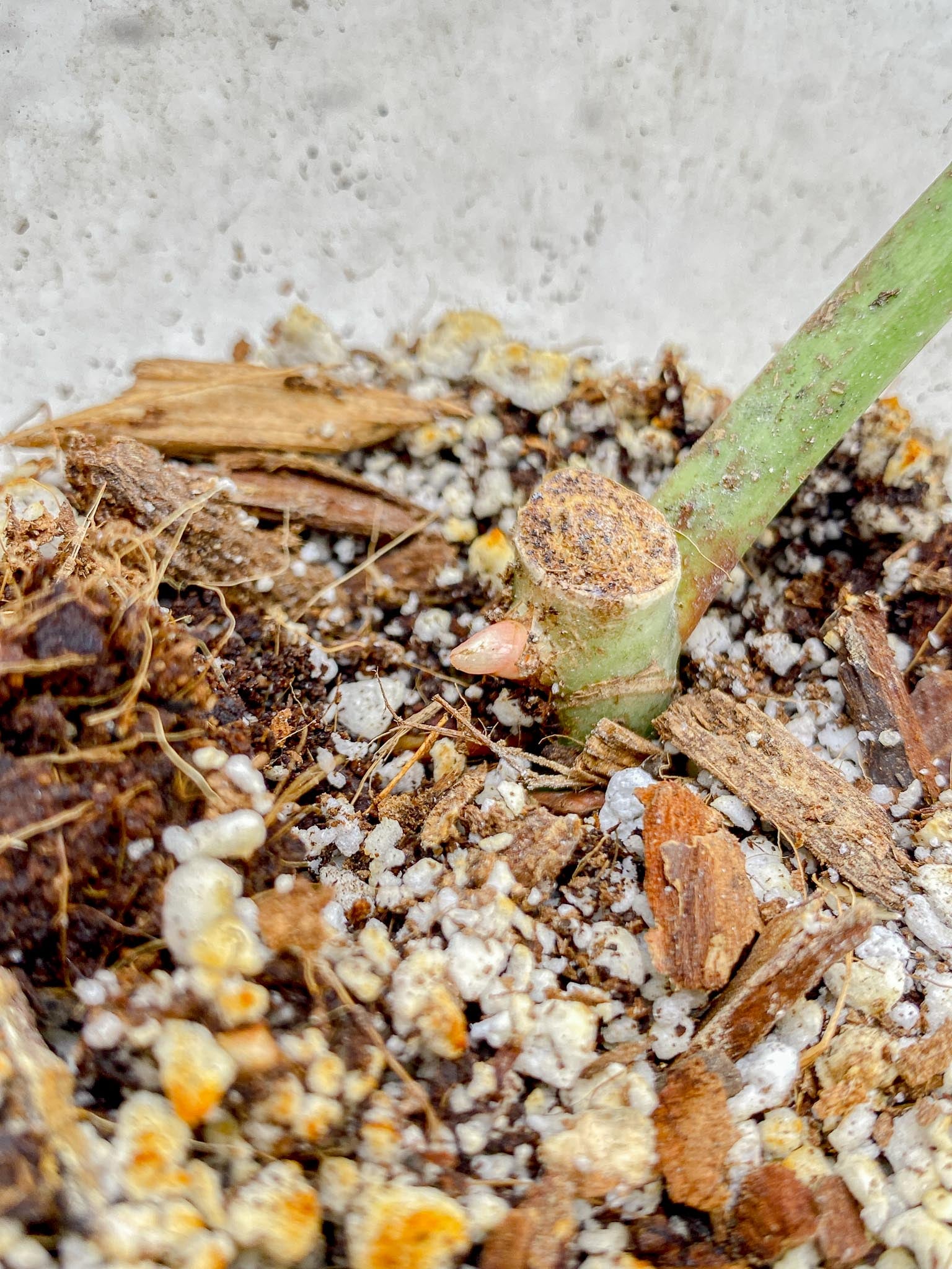 Philodendron Whipple Way A++ (US Clone) Variegated 1 Leaf 2 Node 2 Sprout Rooting