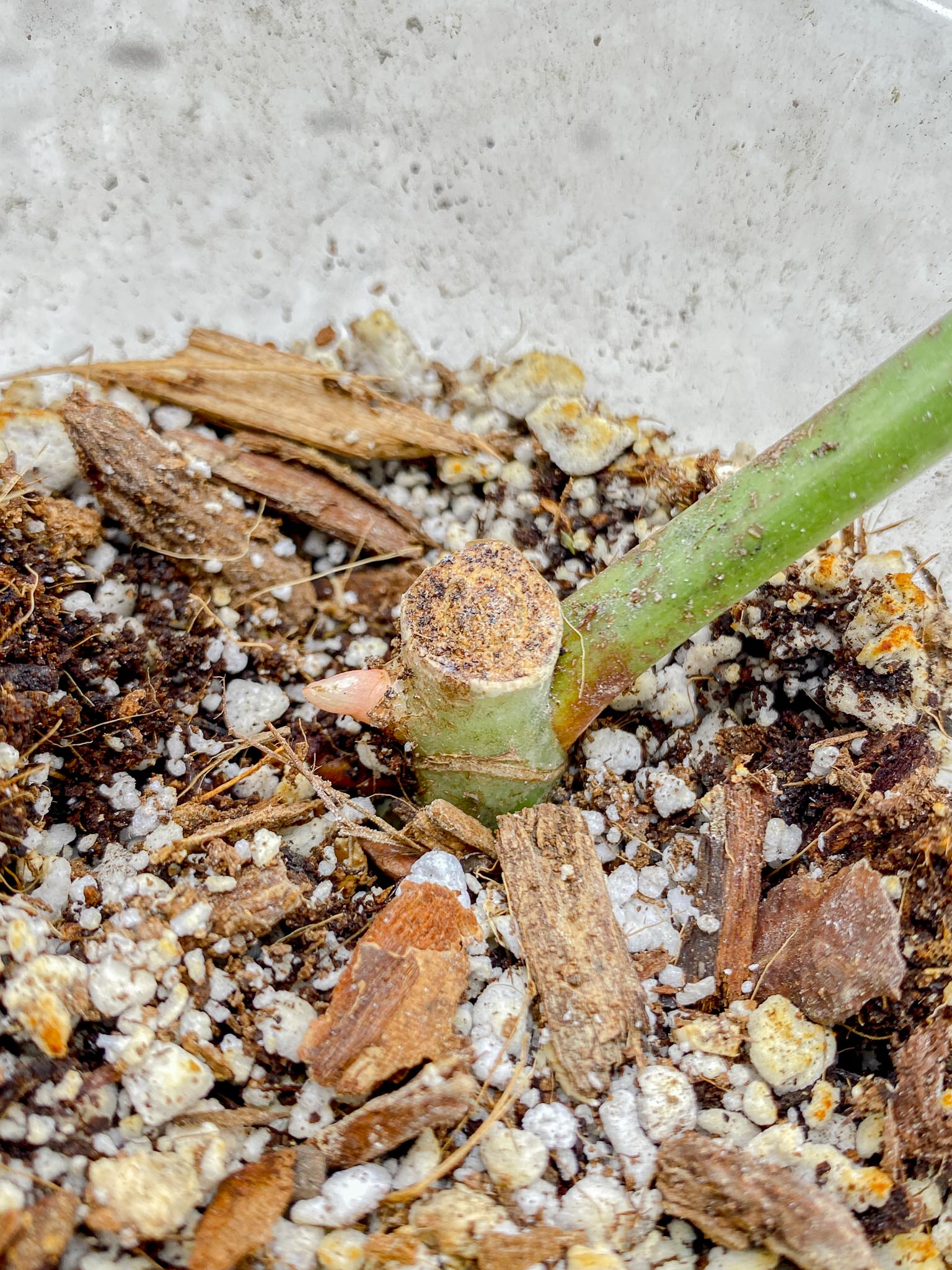 Philodendron Whipple Way A++ (US Clone) Variegated 1 Leaf 2 Node 2 Sprout Rooting