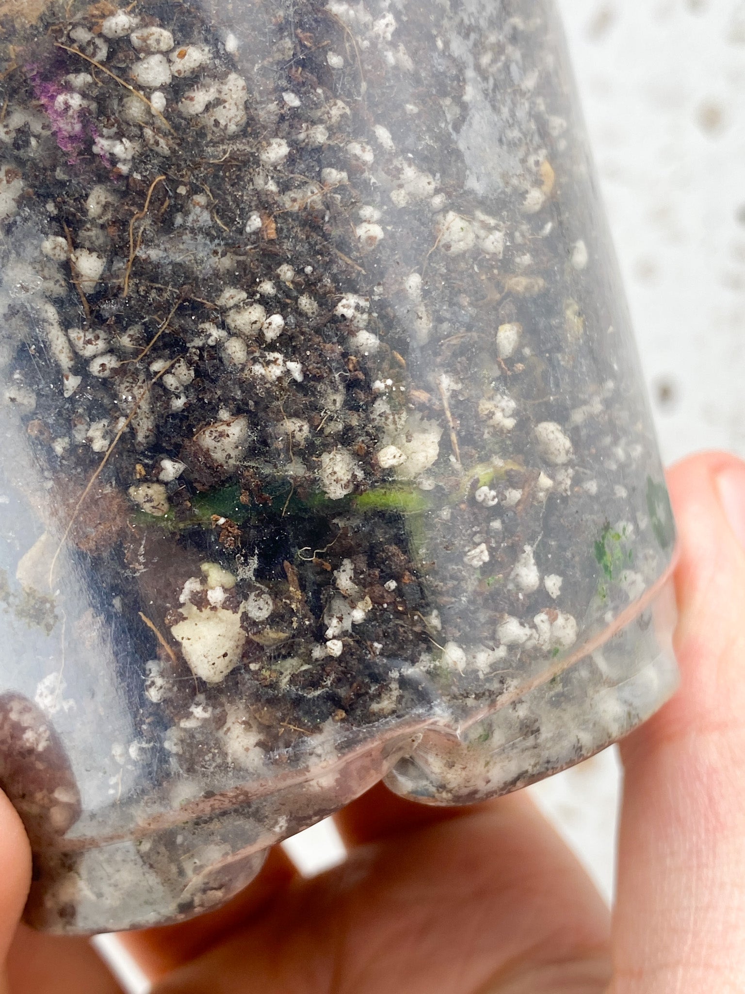 Philodendron Polypodioides 1 leaf 1 sprout