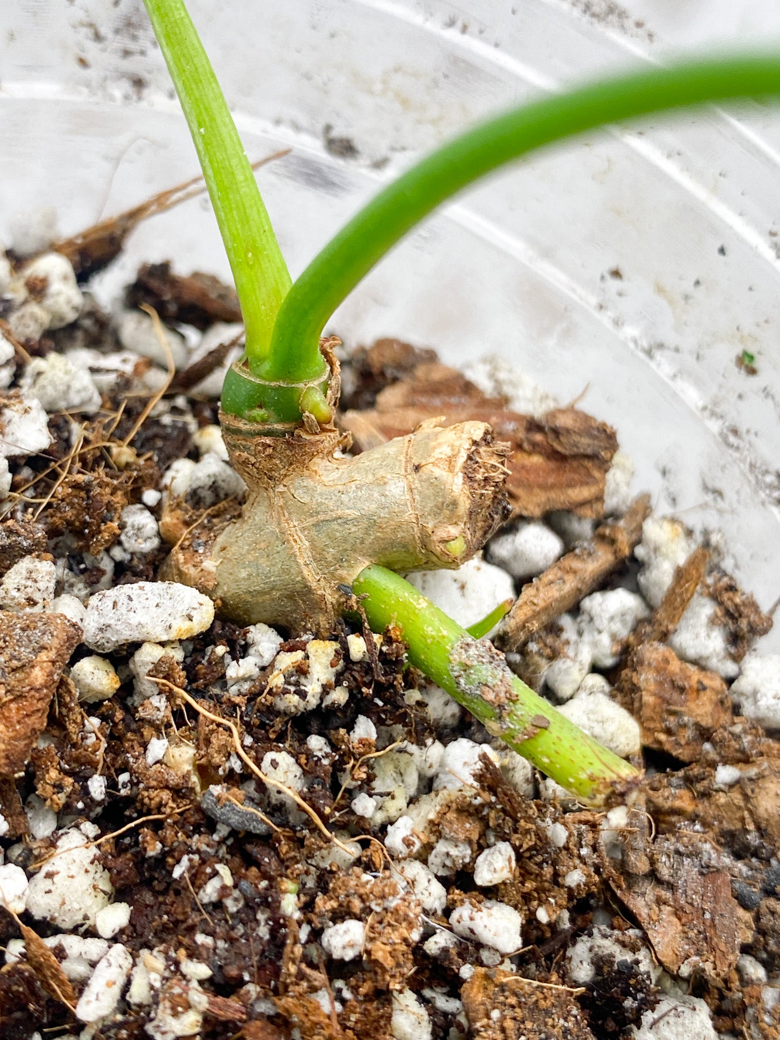 Philodendron Polypodioides 1 leaf 1 sprout