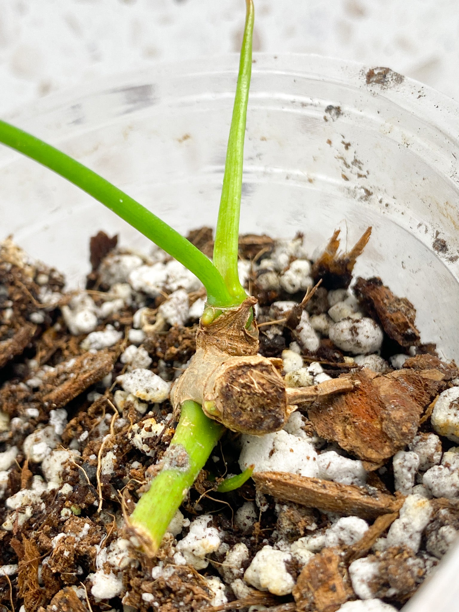 Philodendron Polypodioides 1 leaf 1 sprout