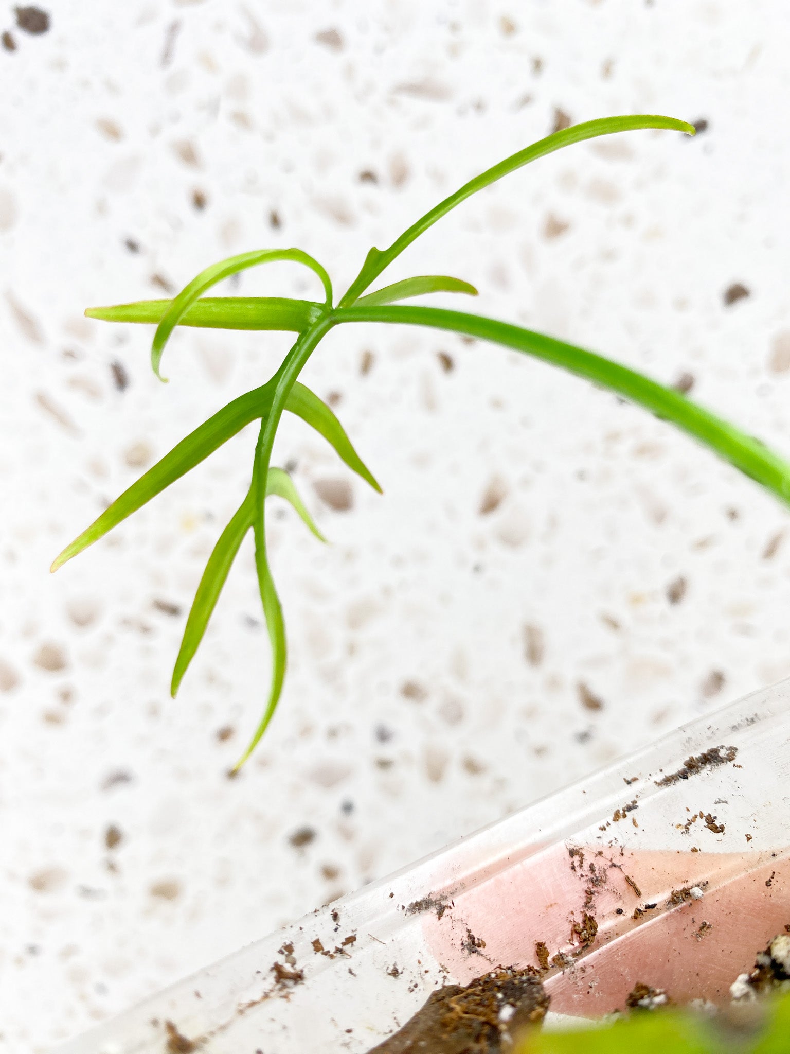 Philodendron Polypodioides 1 leaf 1 sprout