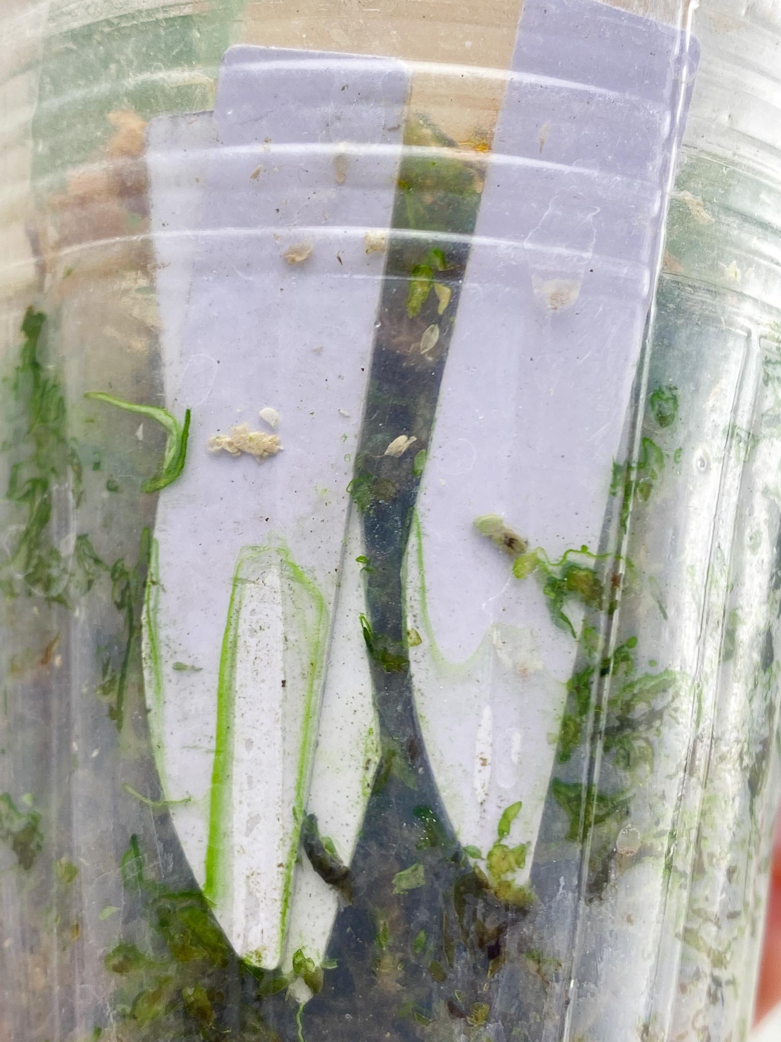 Scindapsus Jade Satin Albo Variegated 2 Leaves 3 Nodes 1 Sprout Slightly Rooted