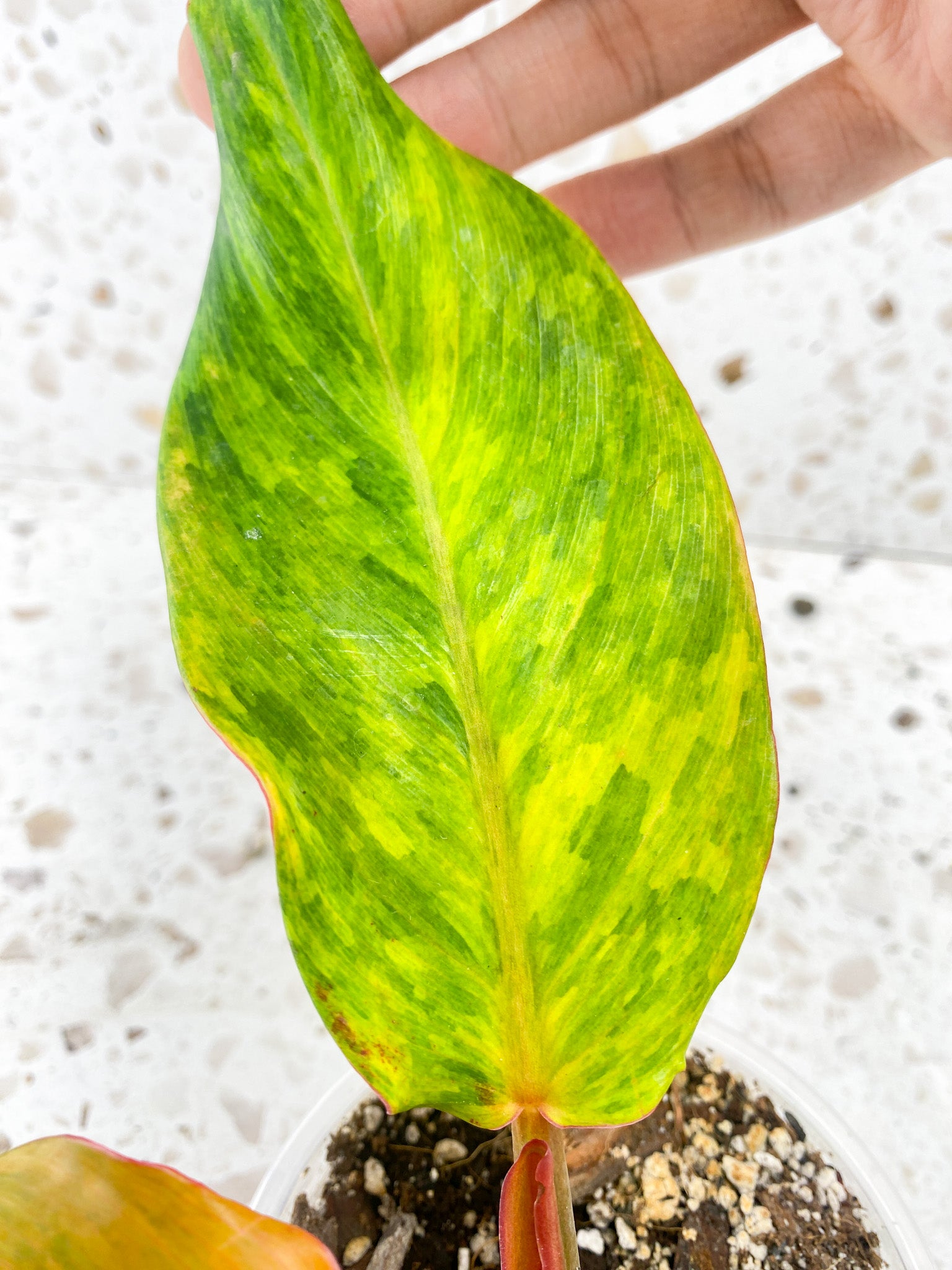 Philodendron Orange Marmalade 3 leaf top cutting