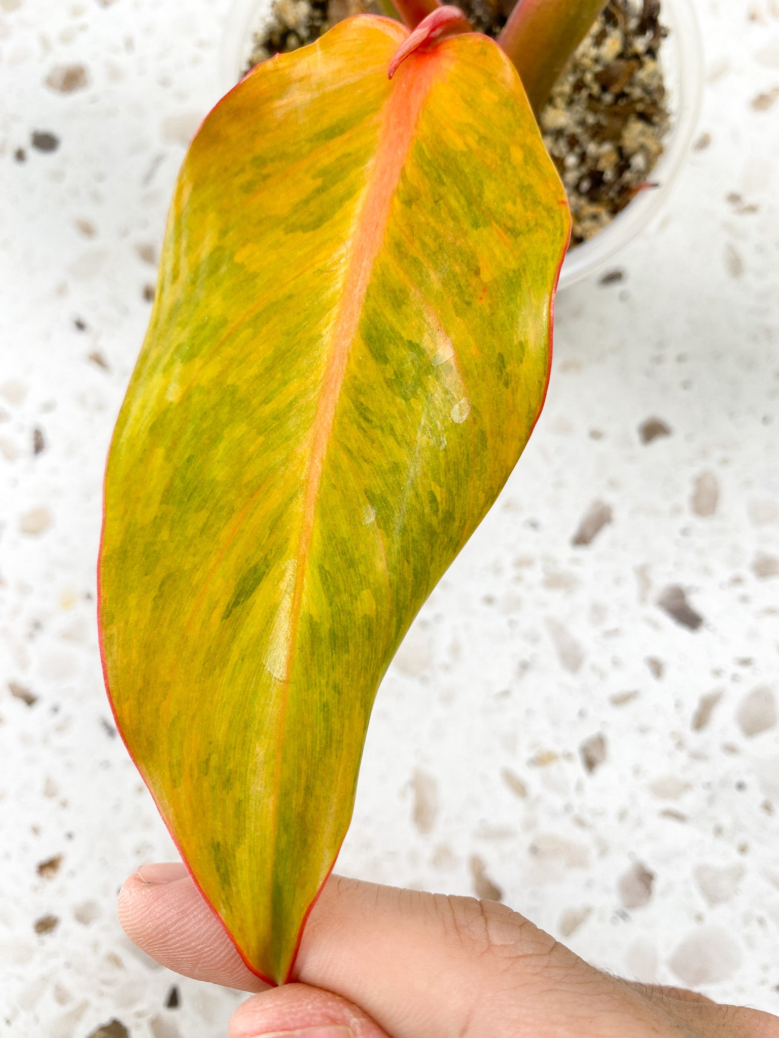 Philodendron Orange Marmalade 3 leaf top cutting