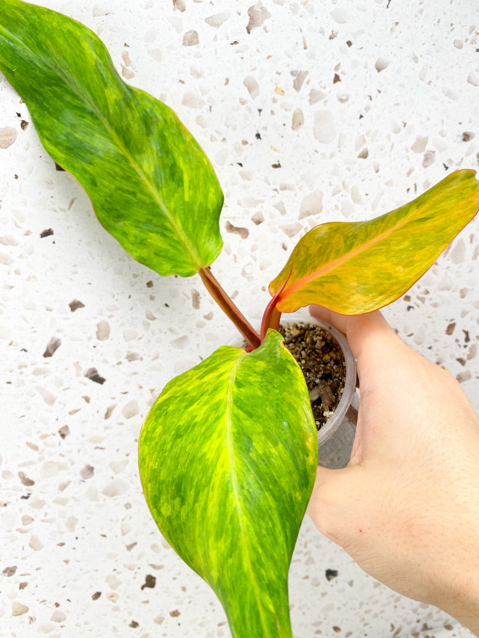 Philodendron Orange Marmalade 3 leaf top cutting