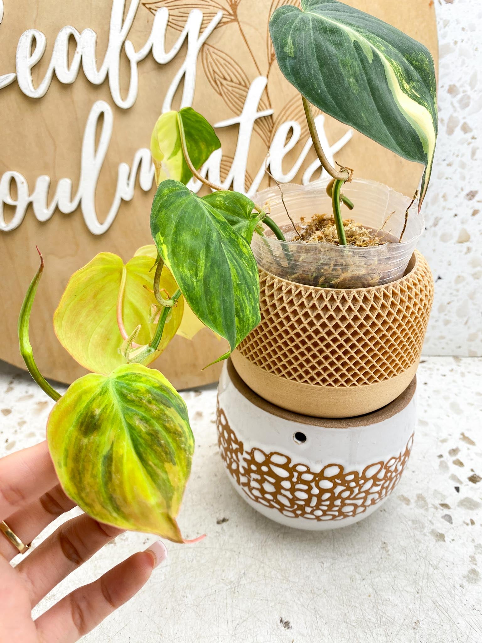 Philodendron Micans Variegated Multiple Leaves Multiple Nodes 1 Sprout Slightly Rooted