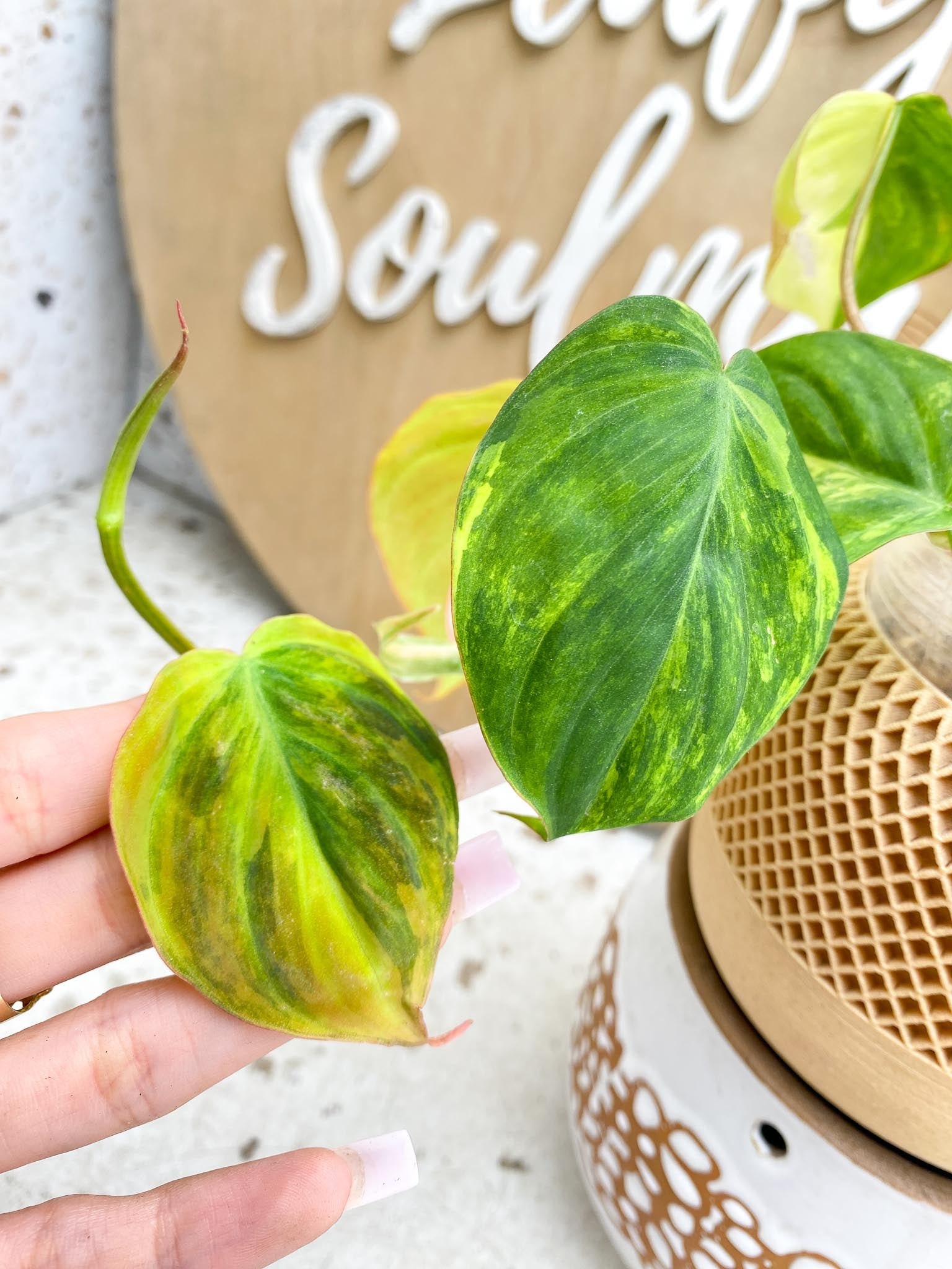 Philodendron Micans Variegated Multiple Leaves Multiple Nodes 1 Sprout Slightly Rooted