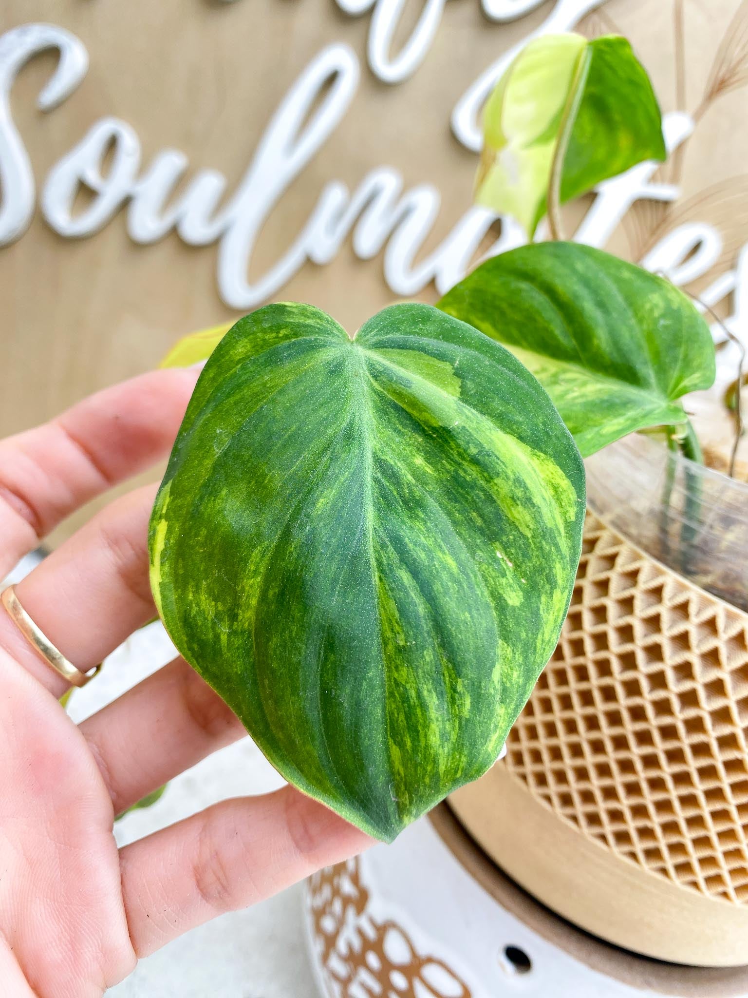 Philodendron Micans Variegated Multiple Leaves Multiple Nodes 1 Sprout Slightly Rooted