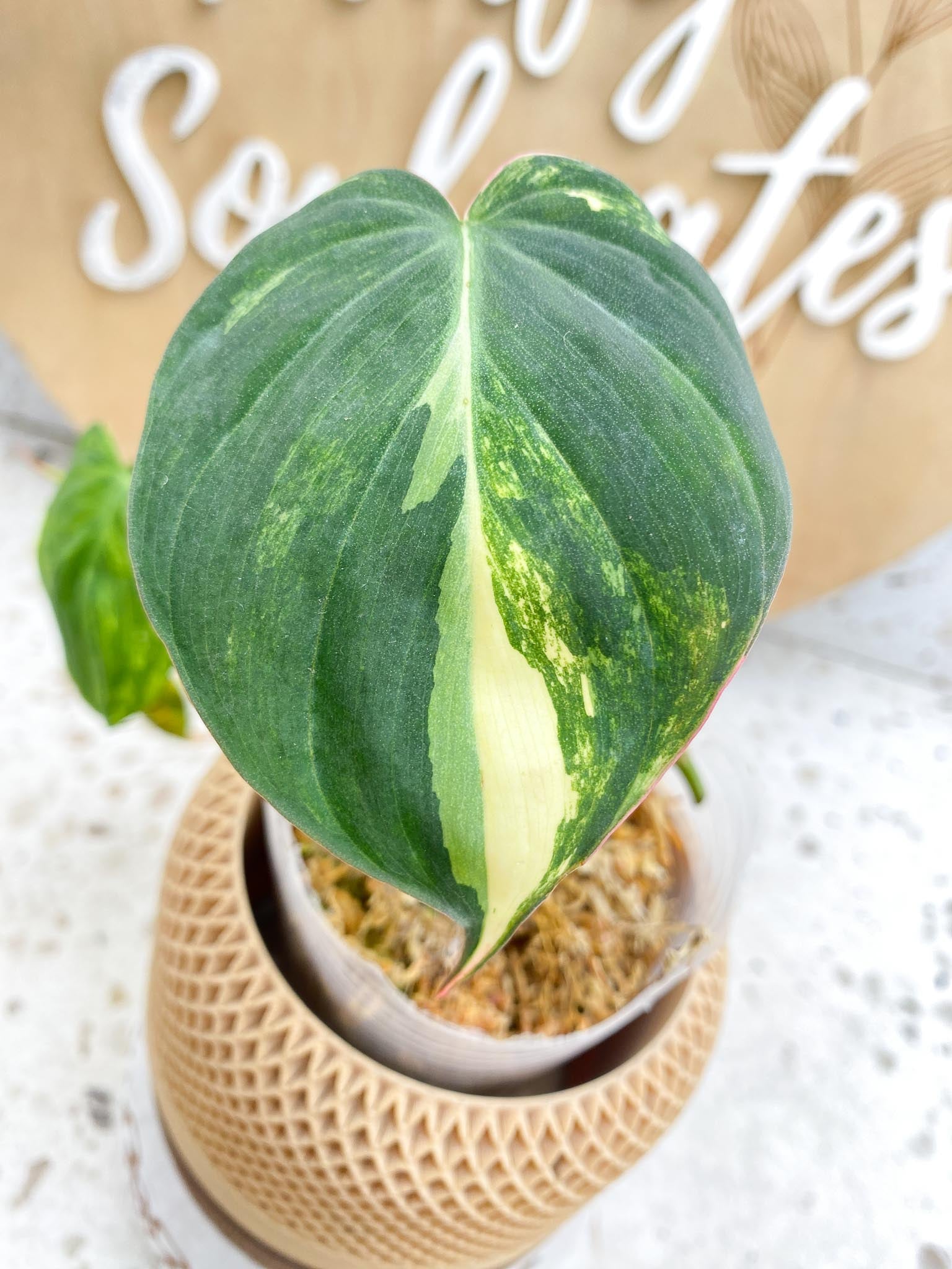Philodendron Micans Variegated Multiple Leaves Multiple Nodes 1 Sprout Slightly Rooted