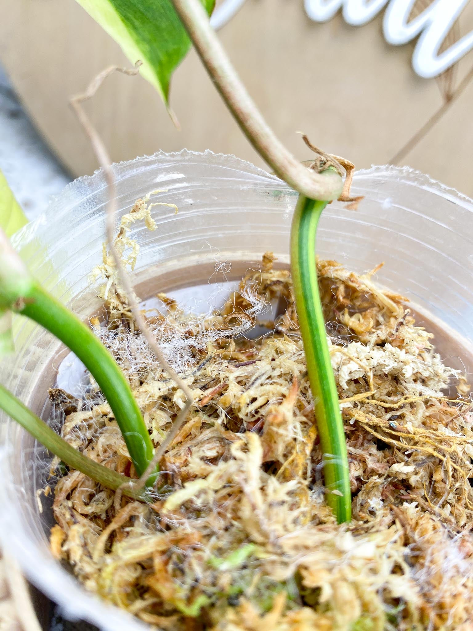 Philodendron Micans Variegated Multiple Leaves Multiple Nodes 1 Sprout Slightly Rooted