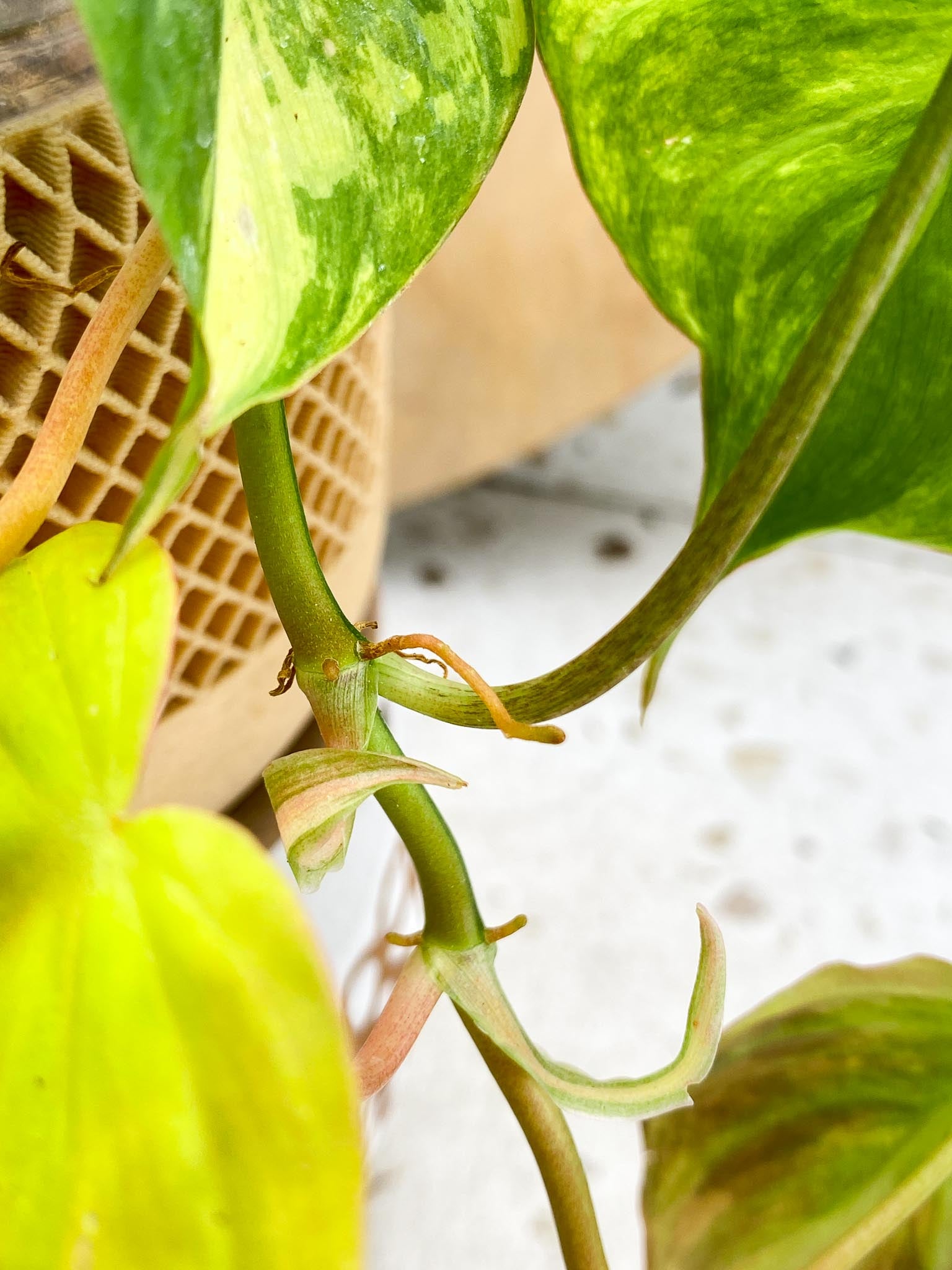 Philodendron Micans Variegated Multiple Leaves Multiple Nodes 1 Sprout Slightly Rooted
