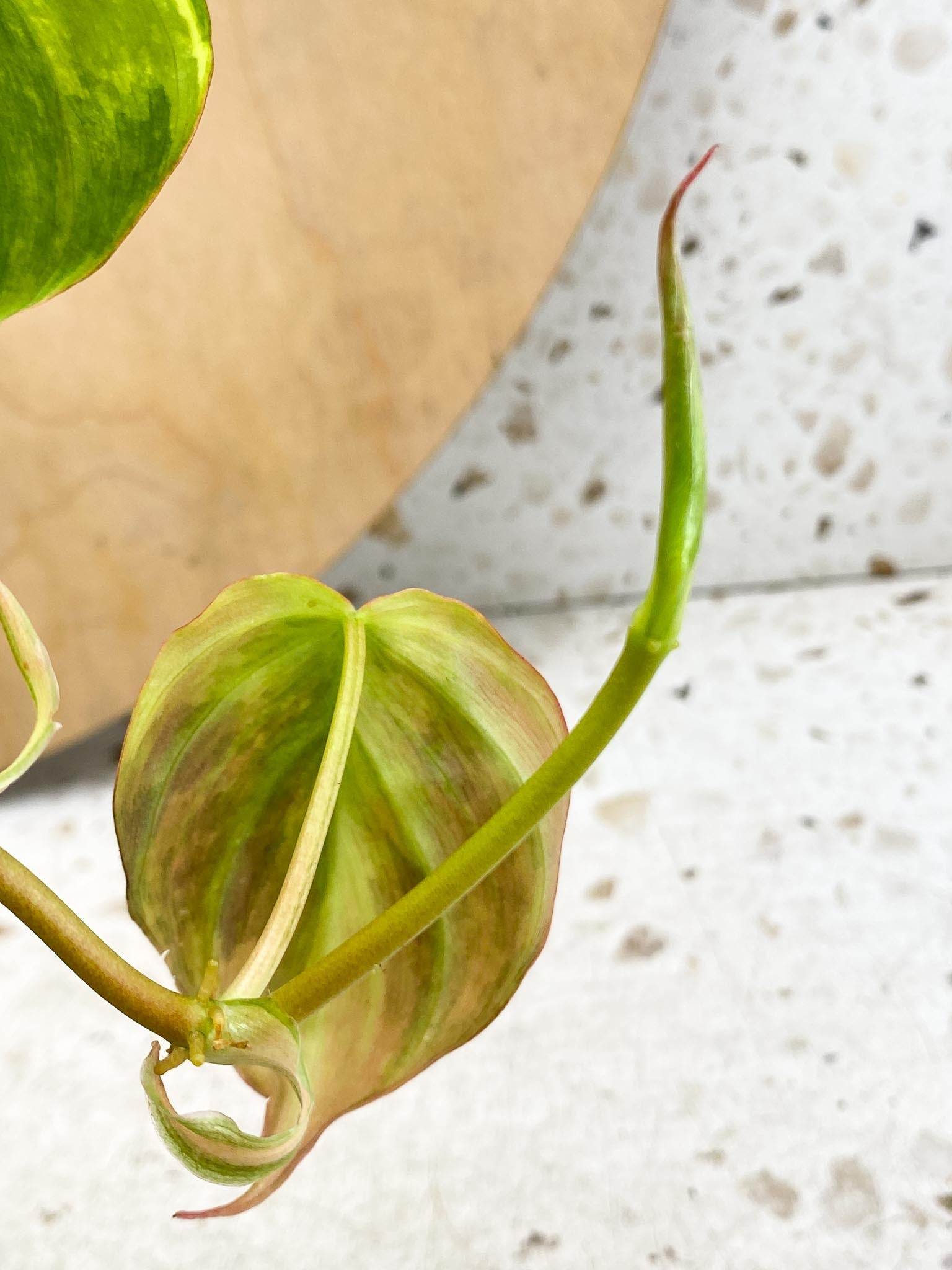 Philodendron Micans Variegated Multiple Leaves Multiple Nodes 1 Sprout Slightly Rooted