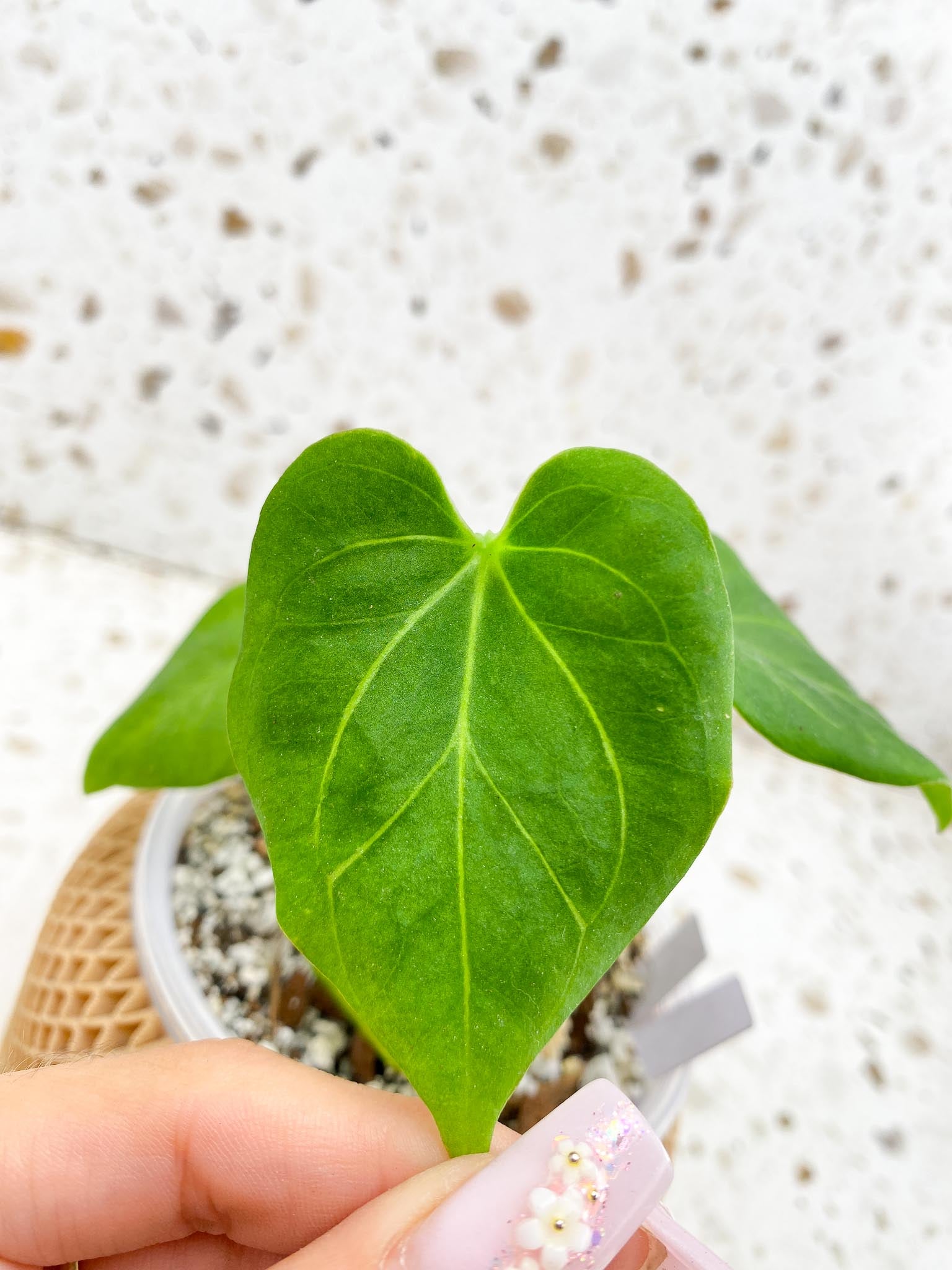 Anthurium king of Spades 4 Leaves 4 Nodes 2 Growing Bud Rooting