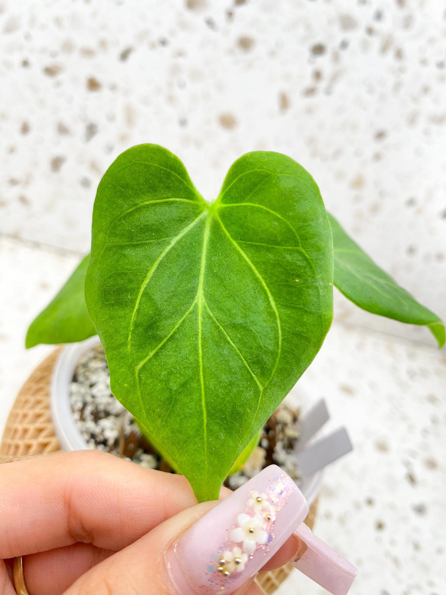 Anthurium king of Spades 4 Leaves 4 Nodes 2 Growing Bud Rooting