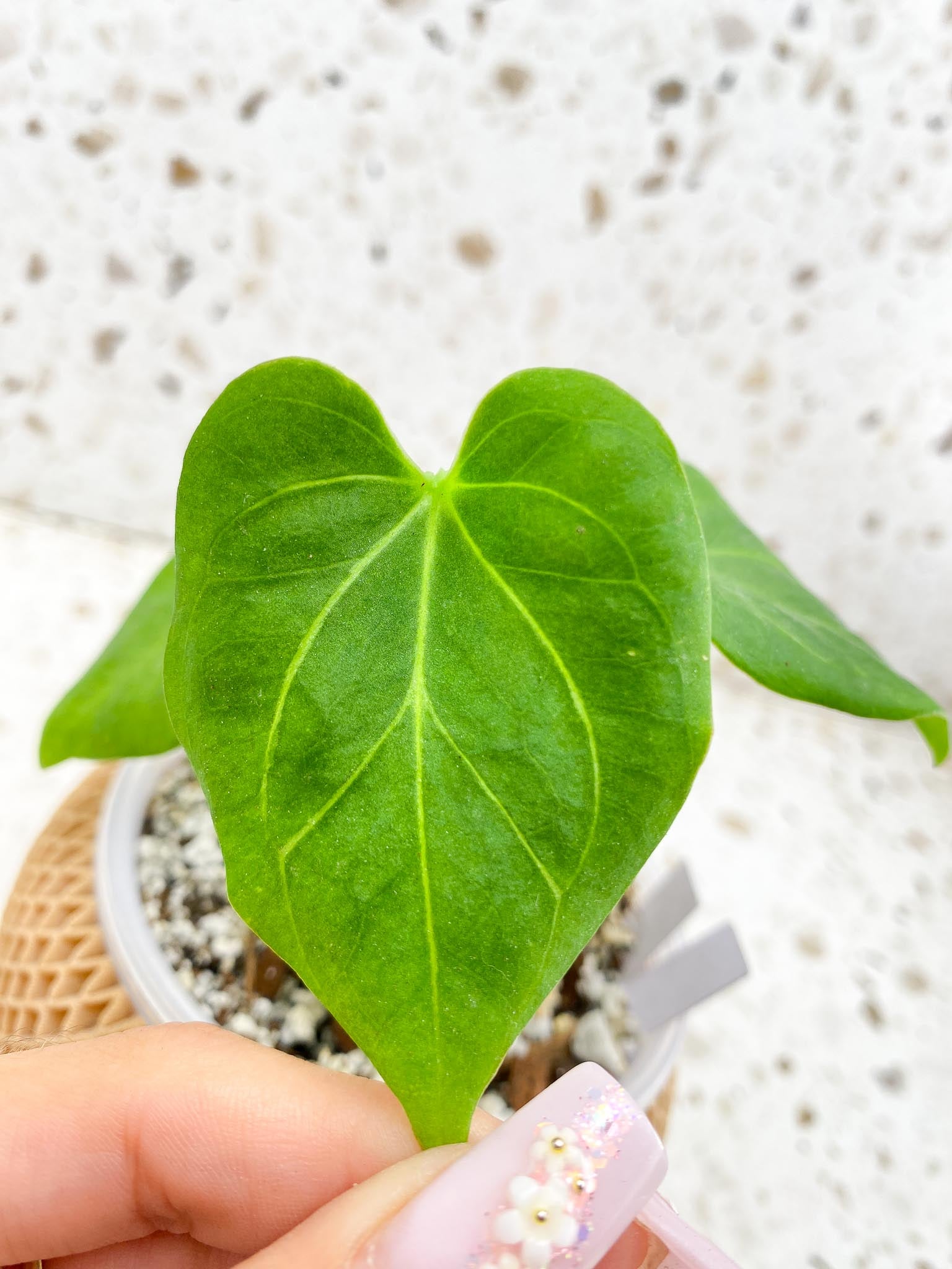 Anthurium king of Spades 4 Leaves 4 Nodes 2 Growing Bud Rooting