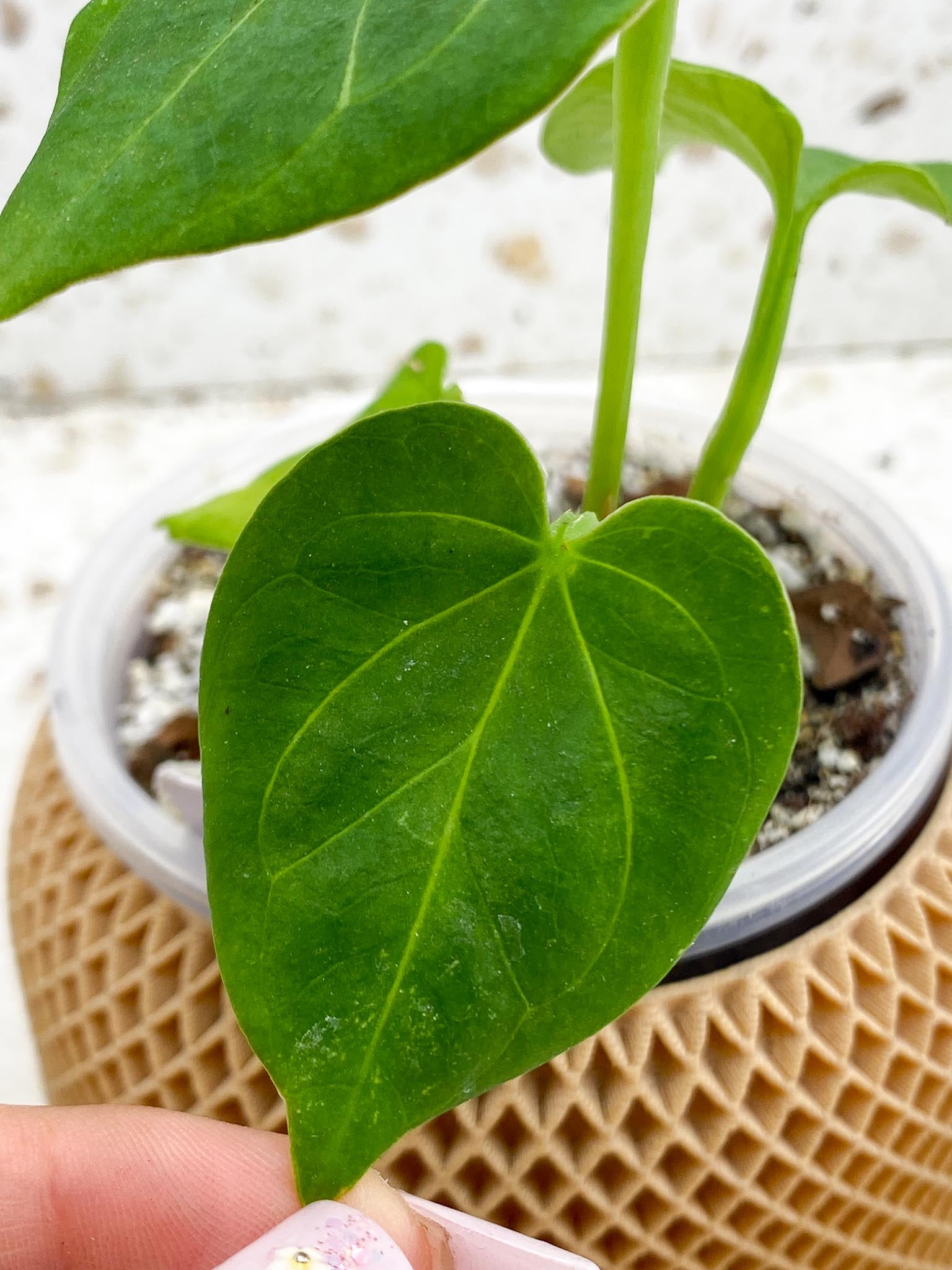 Anthurium king of Spades 4 Leaves 4 Nodes 2 Growing Bud Rooting