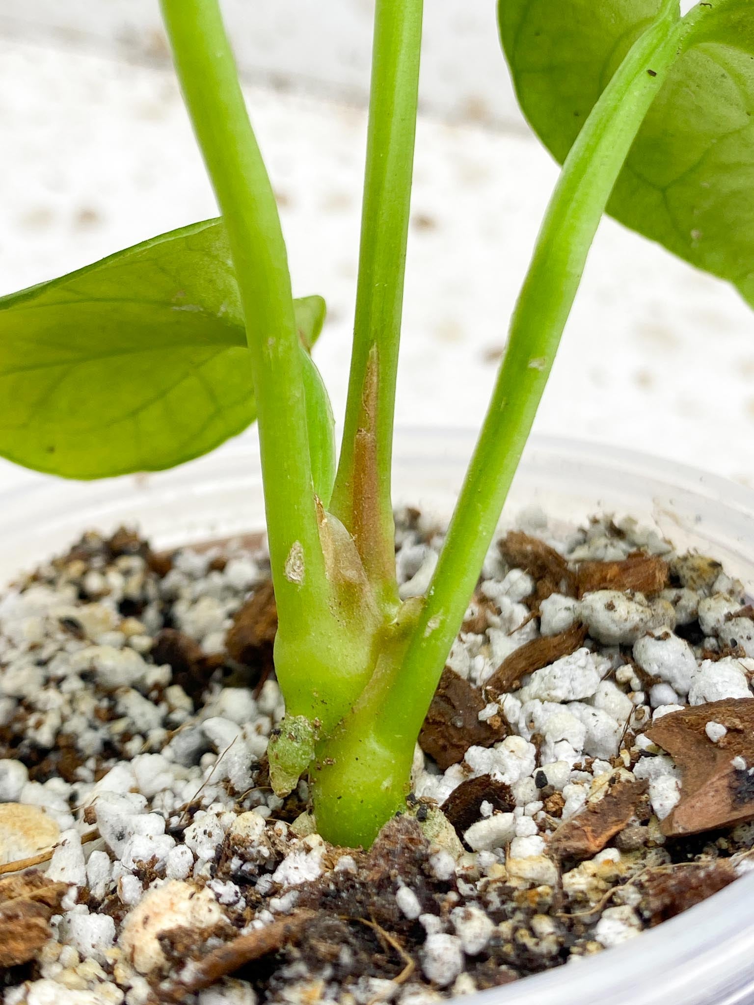Anthurium king of Spades 4 Leaves 4 Nodes 2 Growing Bud Rooting