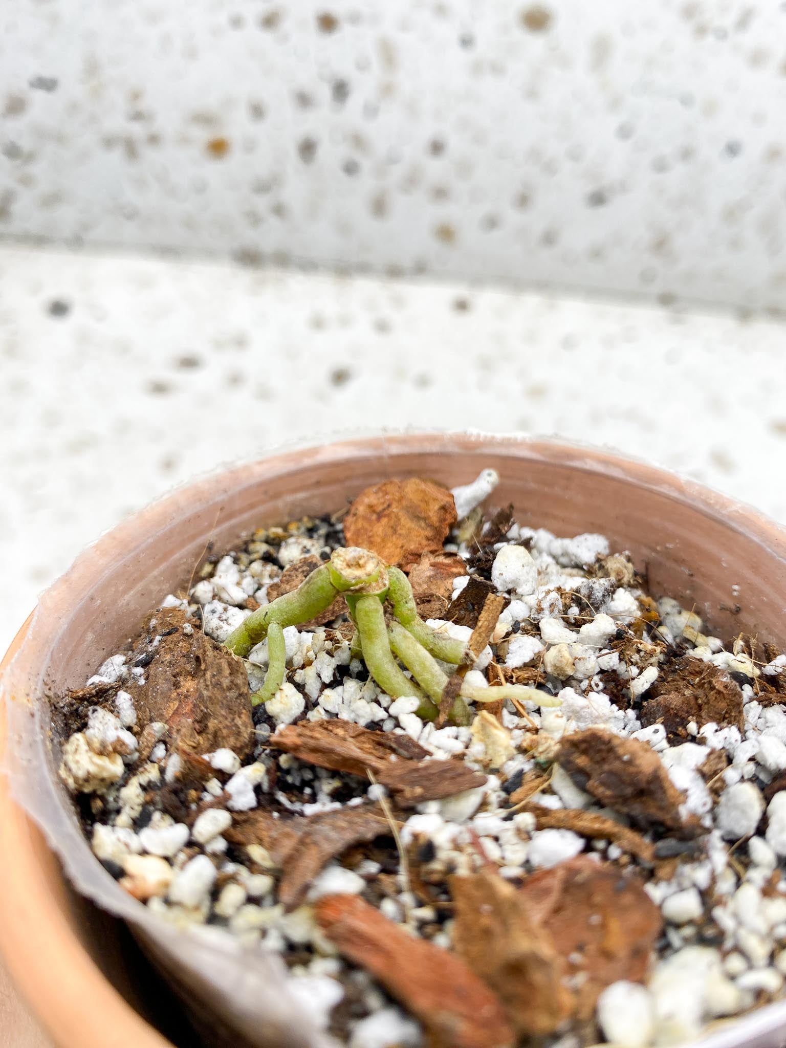 Anthurium king of spades 1 Node Rooting