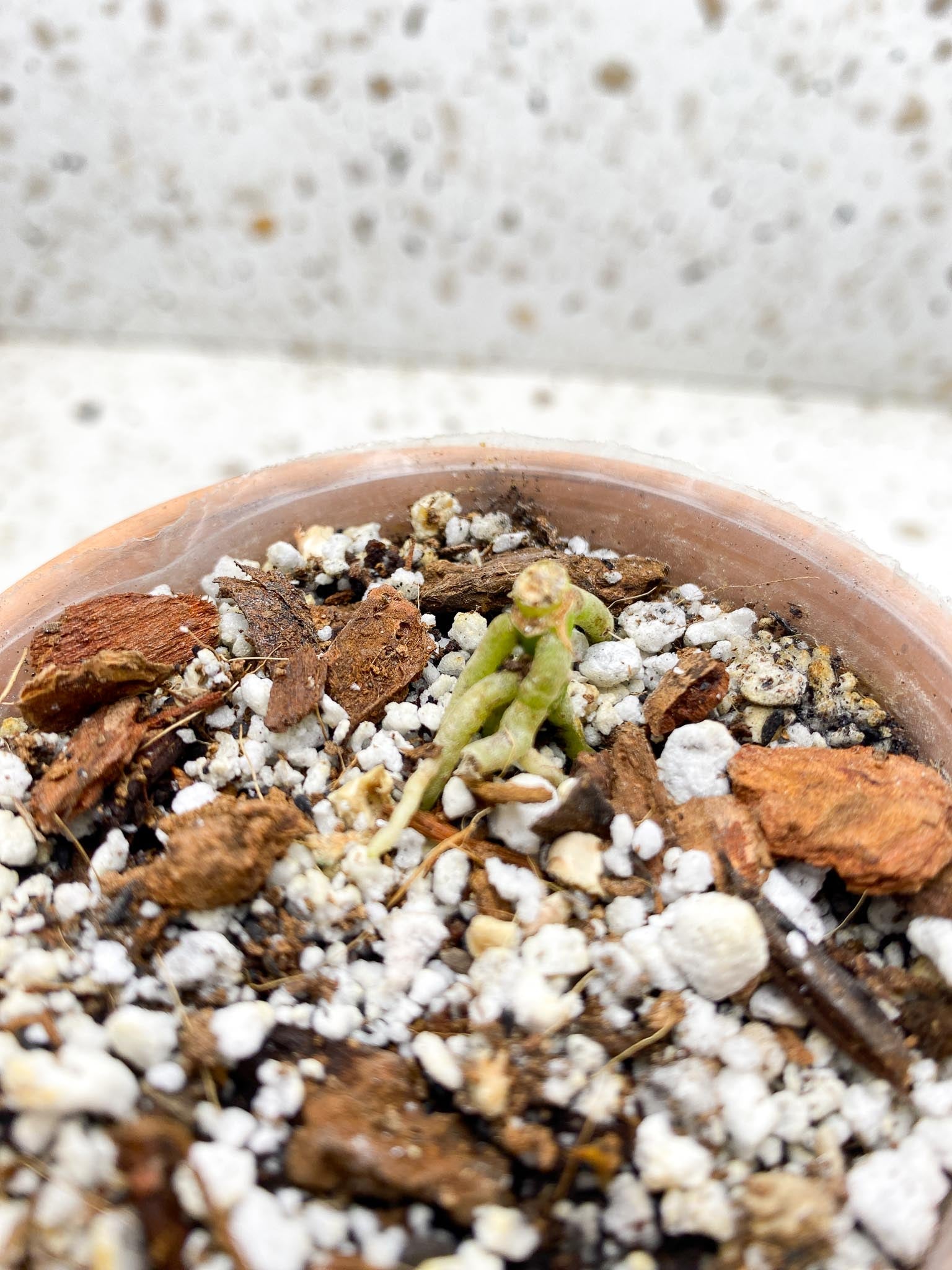 Anthurium king of spades 1 Node Rooting