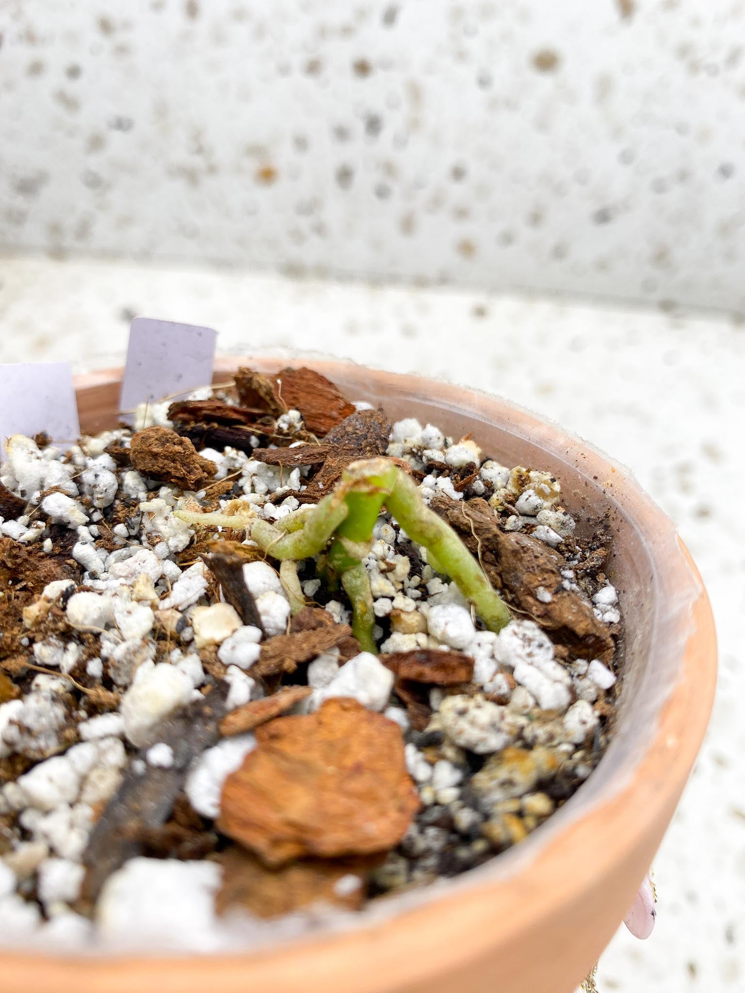 Anthurium king of spades 1 Node Rooting