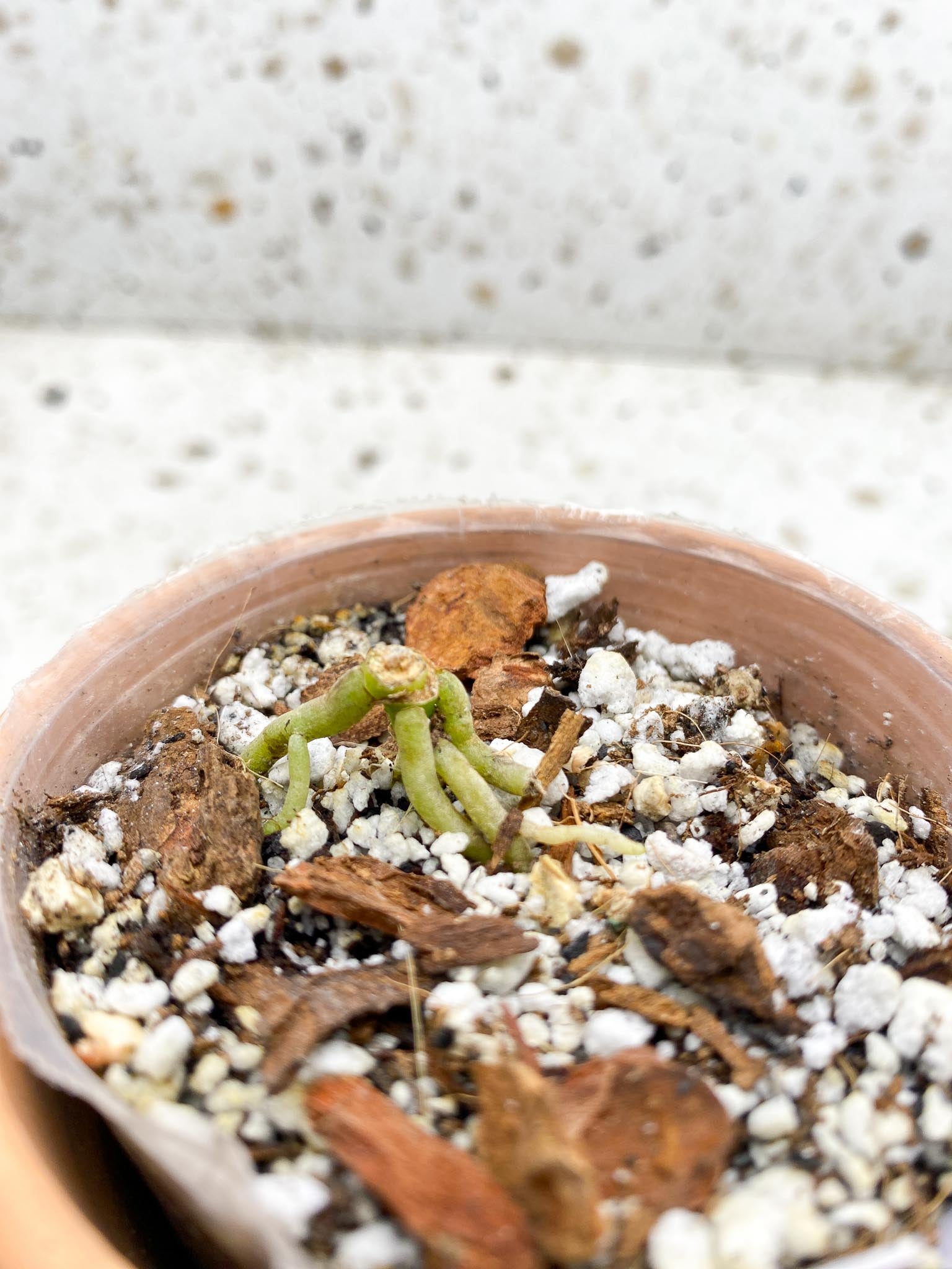 Anthurium king of spades 1 Node Rooting