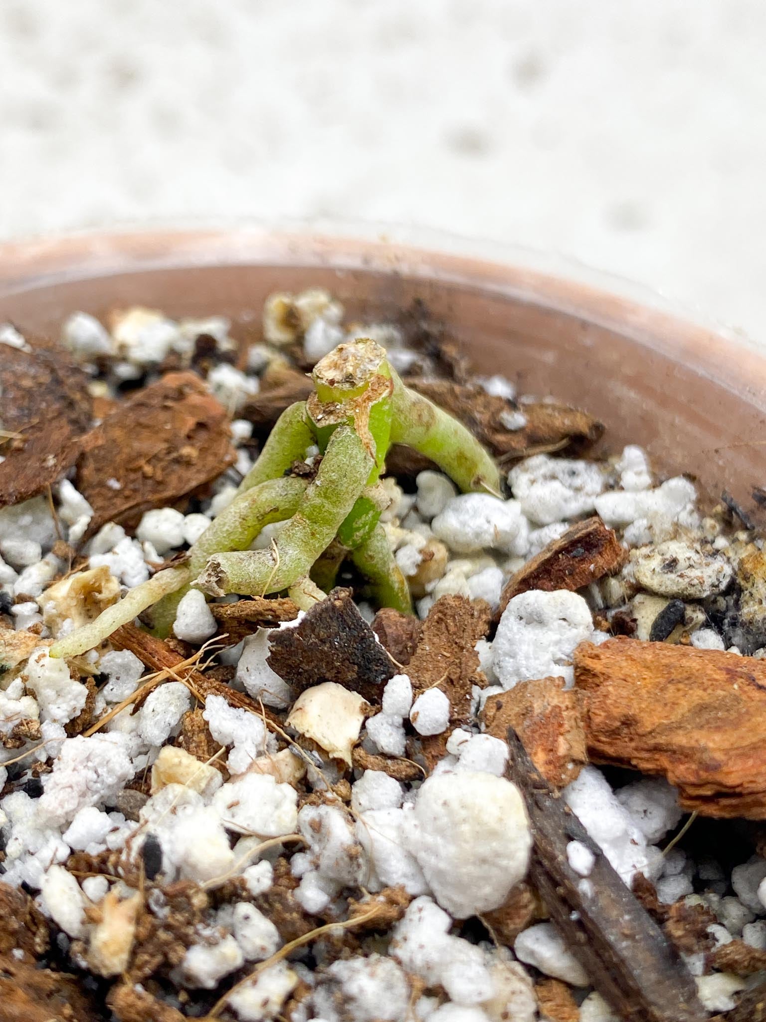Anthurium king of spades 1 Node Rooting