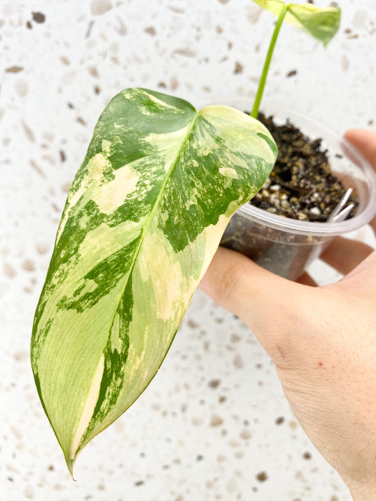 Philodendron Bipennifolium Variegated 2 leaves highly variegated