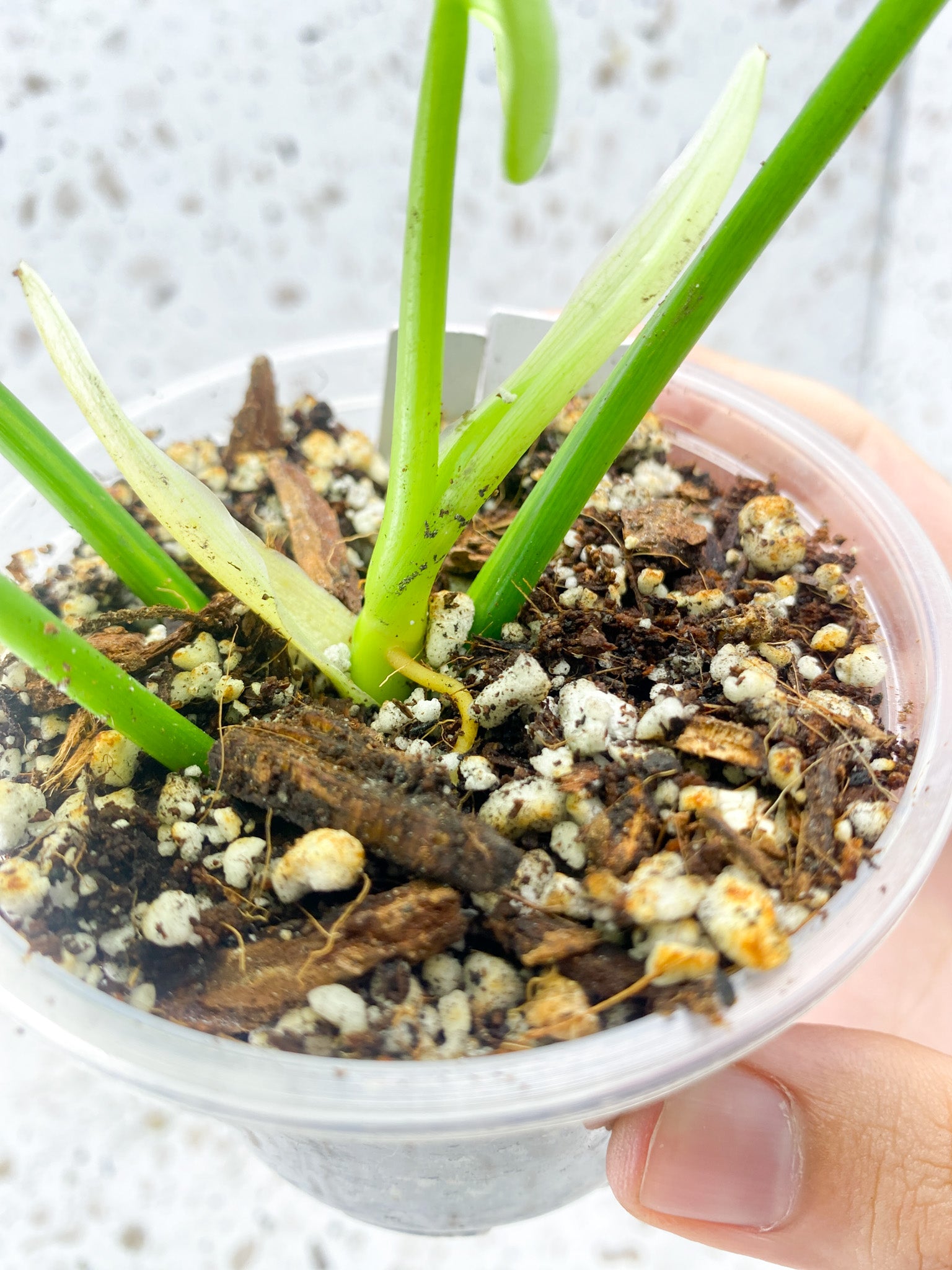 Philodendron Bipennifolium Variegated 4 leaf top cutting