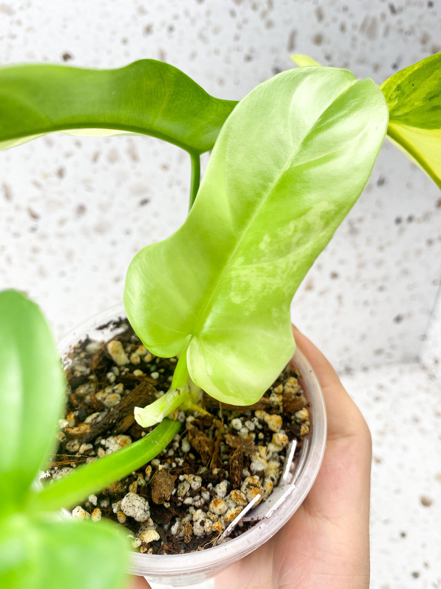 Philodendron Bipennifolium Variegated 4 leaf top cutting