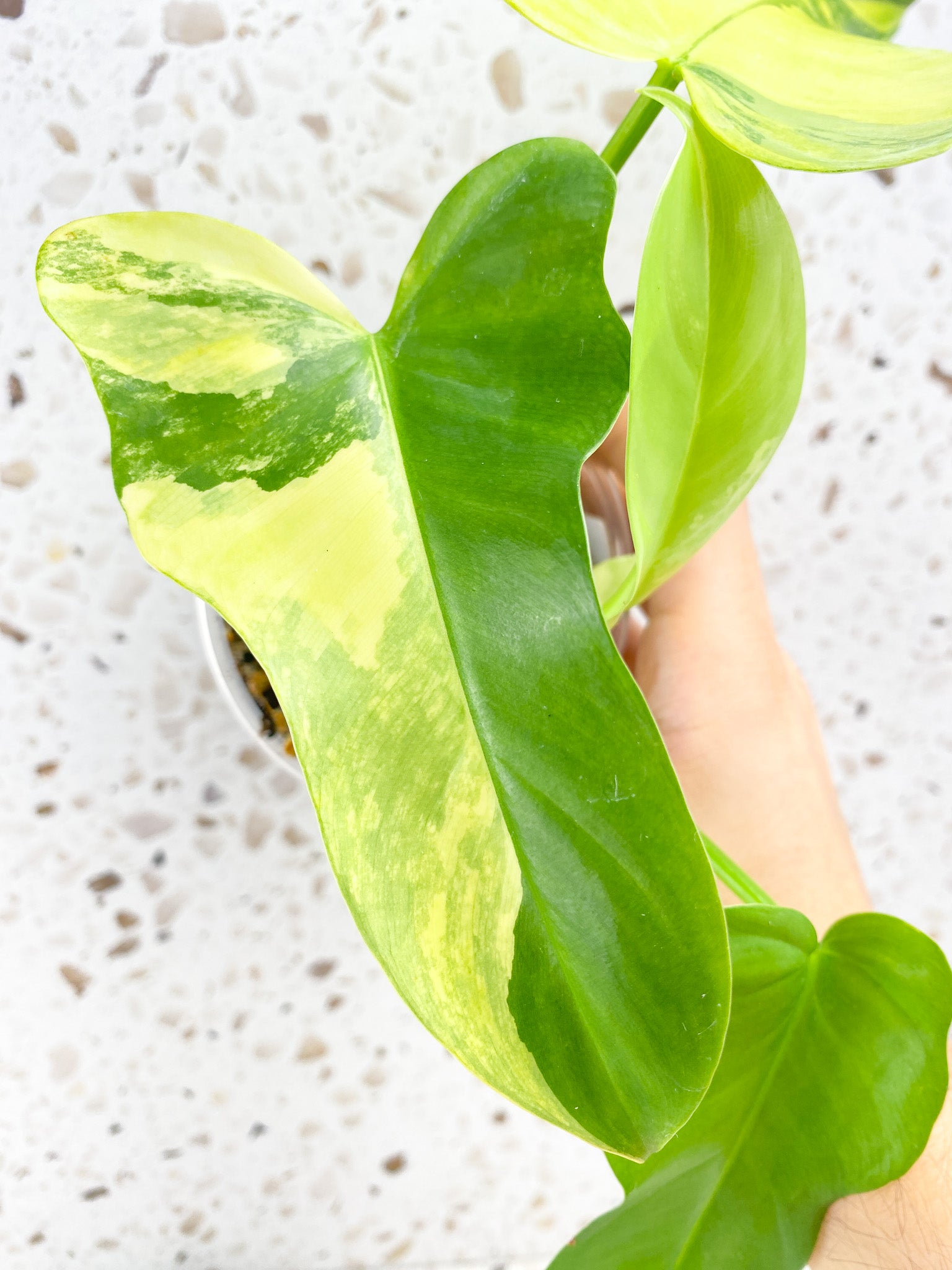 Philodendron Bipennifolium Variegated 4 leaf top cutting