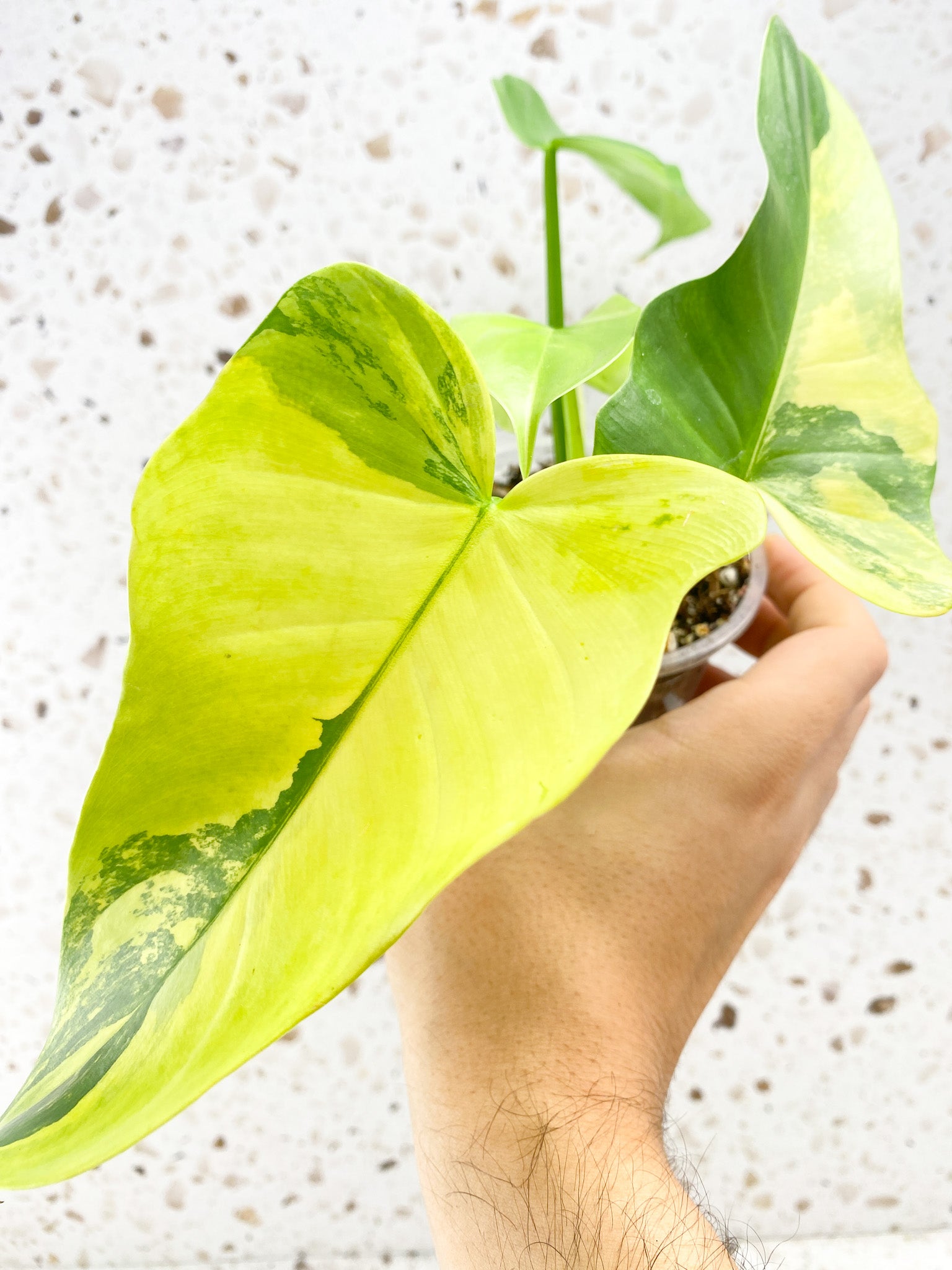 Philodendron Bipennifolium Variegated 4 leaf top cutting